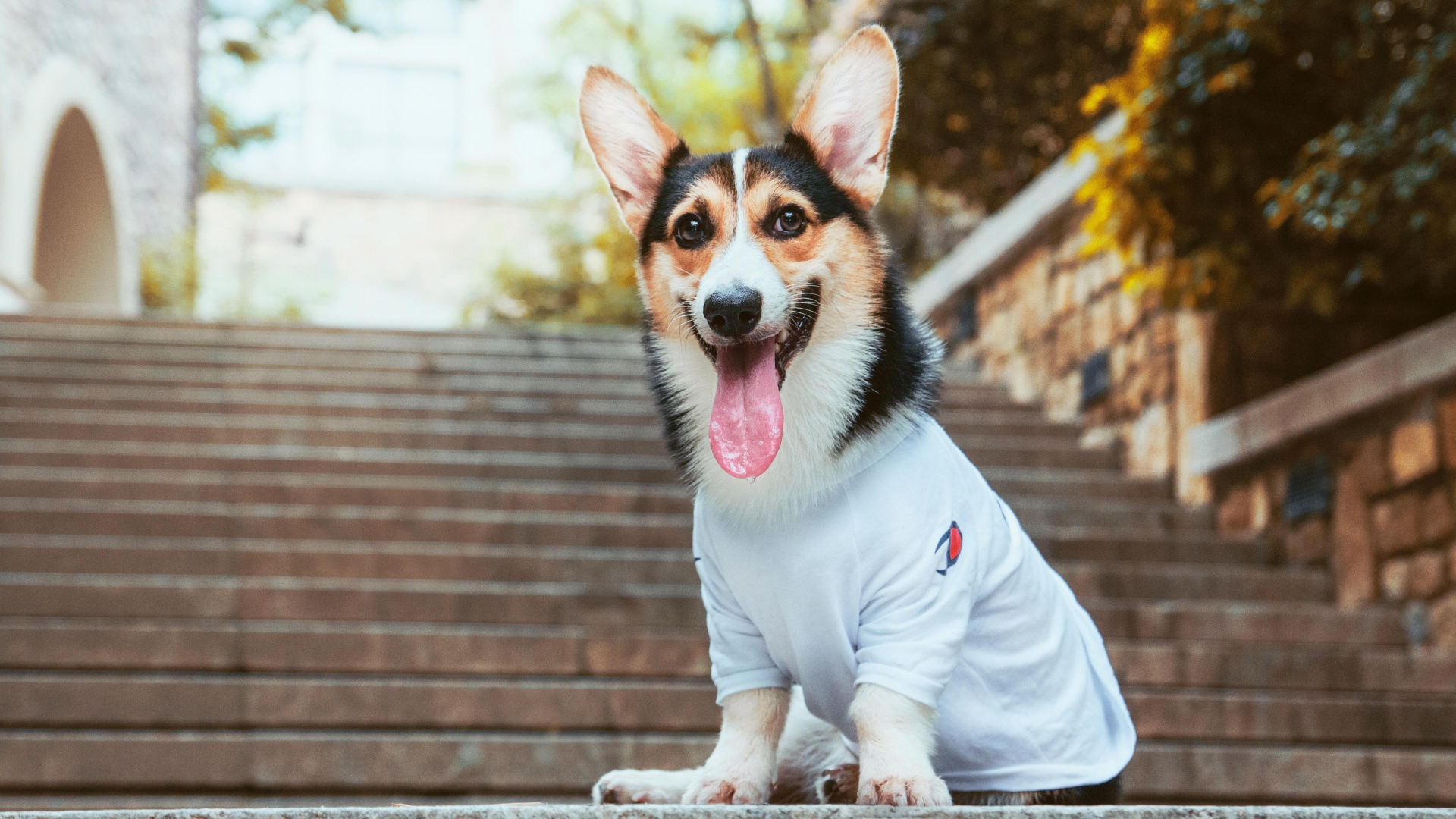 Вельш корги с высунутым языком сидит на ступеньках