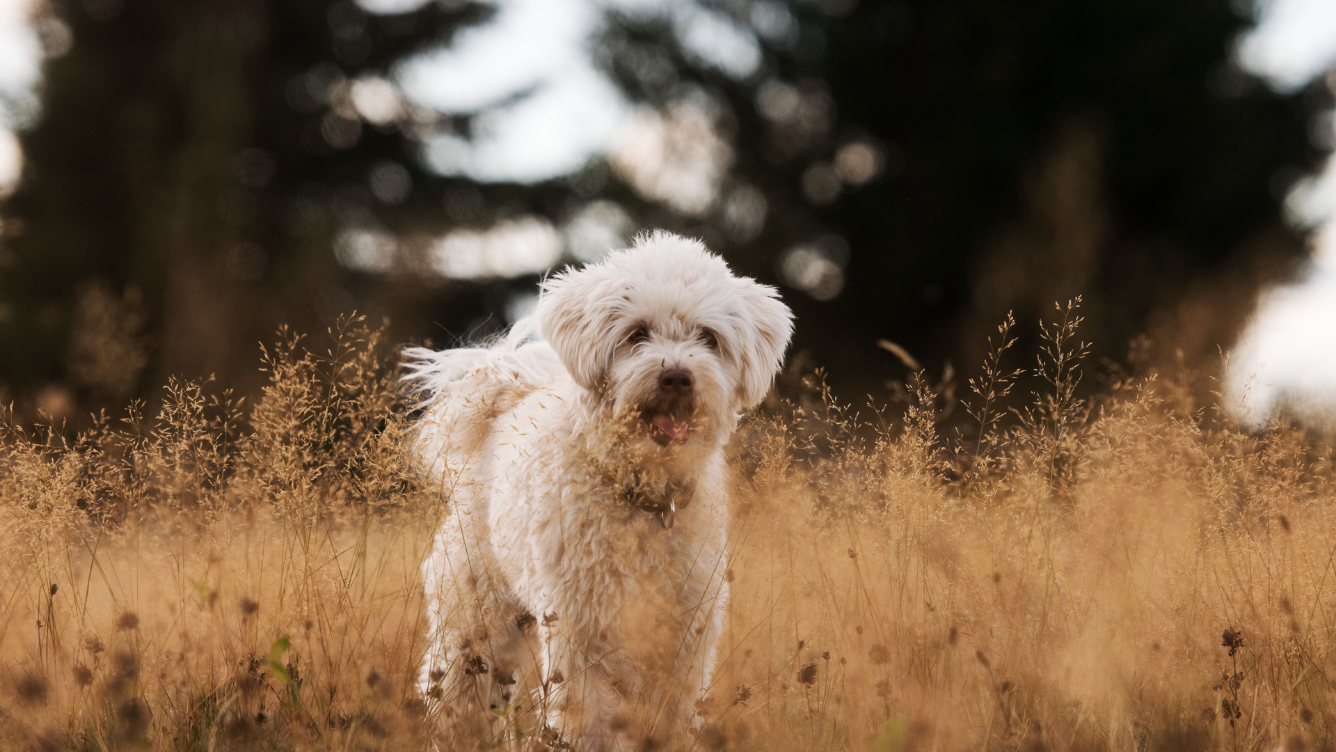 Белая пушистая породистая собака в траве