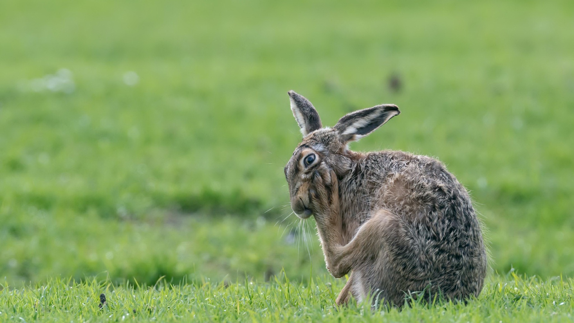 Большой серый заяц чешет лапу на зеленой траве