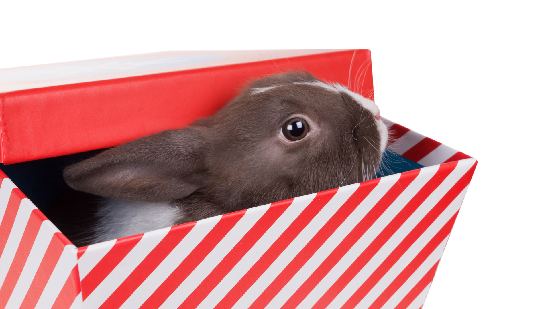 Декоративный кролик сидит в коробке на белом фоне