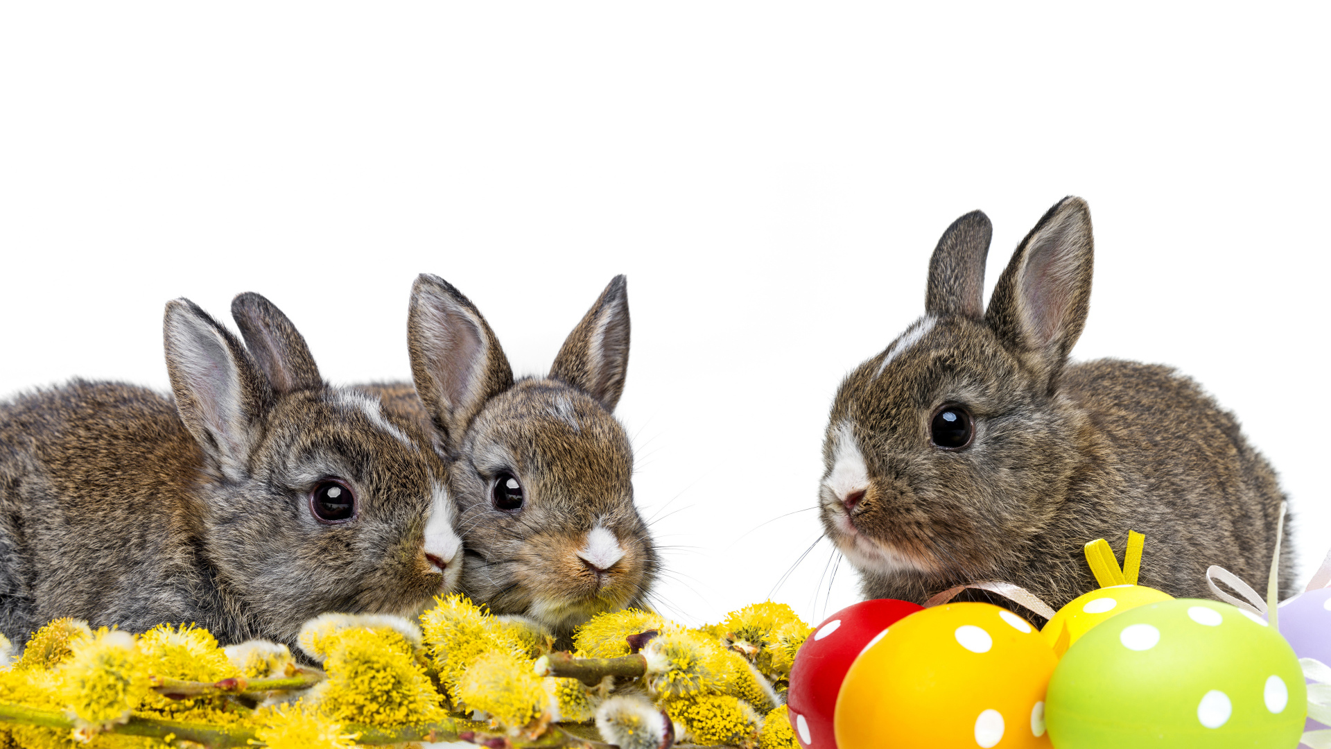 Маленькие серые кролики с веткой вербы и крашеными яйцами на белом фоне