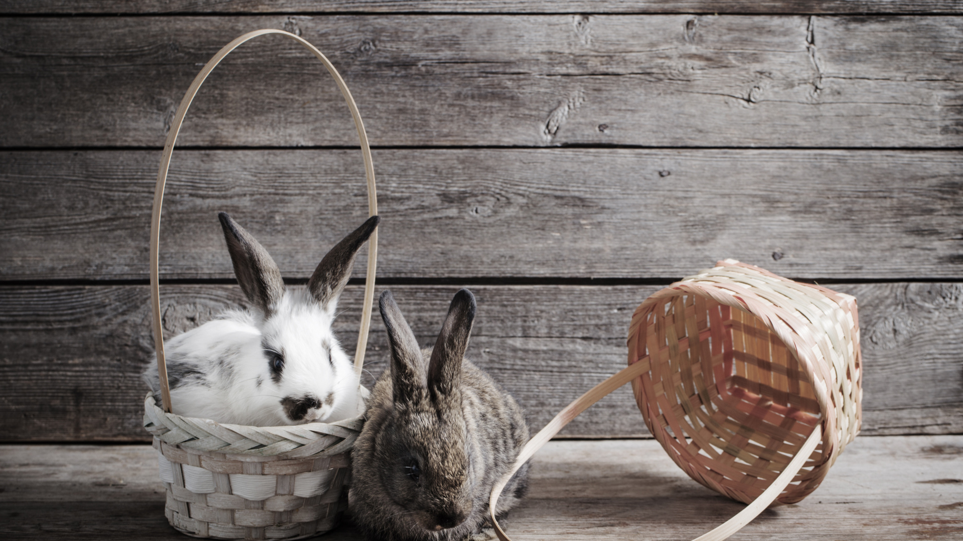 Два кролика сидят в корзинах на деревянном фоне