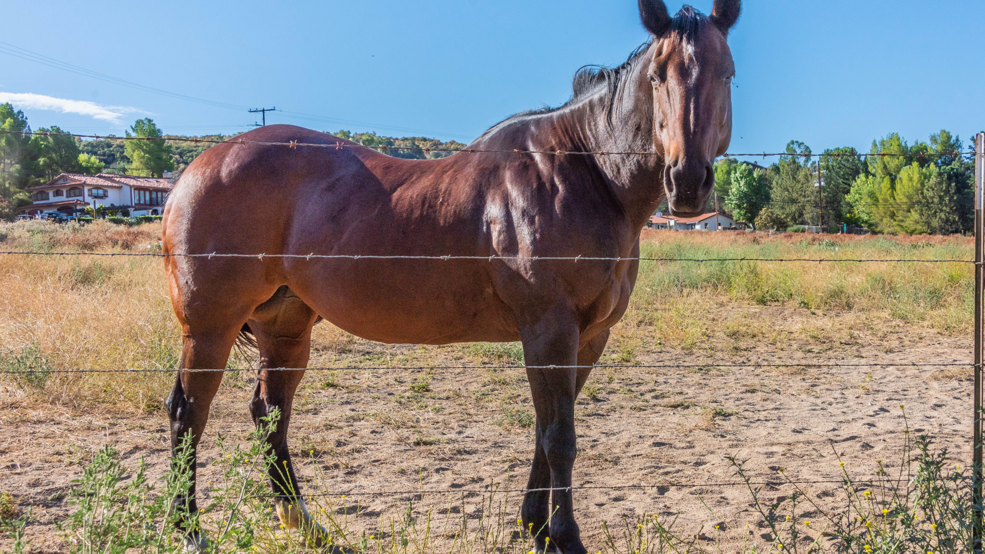 Большая коричневая лошадь на ферме