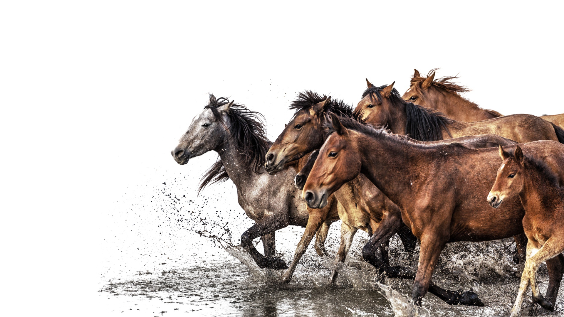 Табун лошадей скачет по воде на белом фоне 