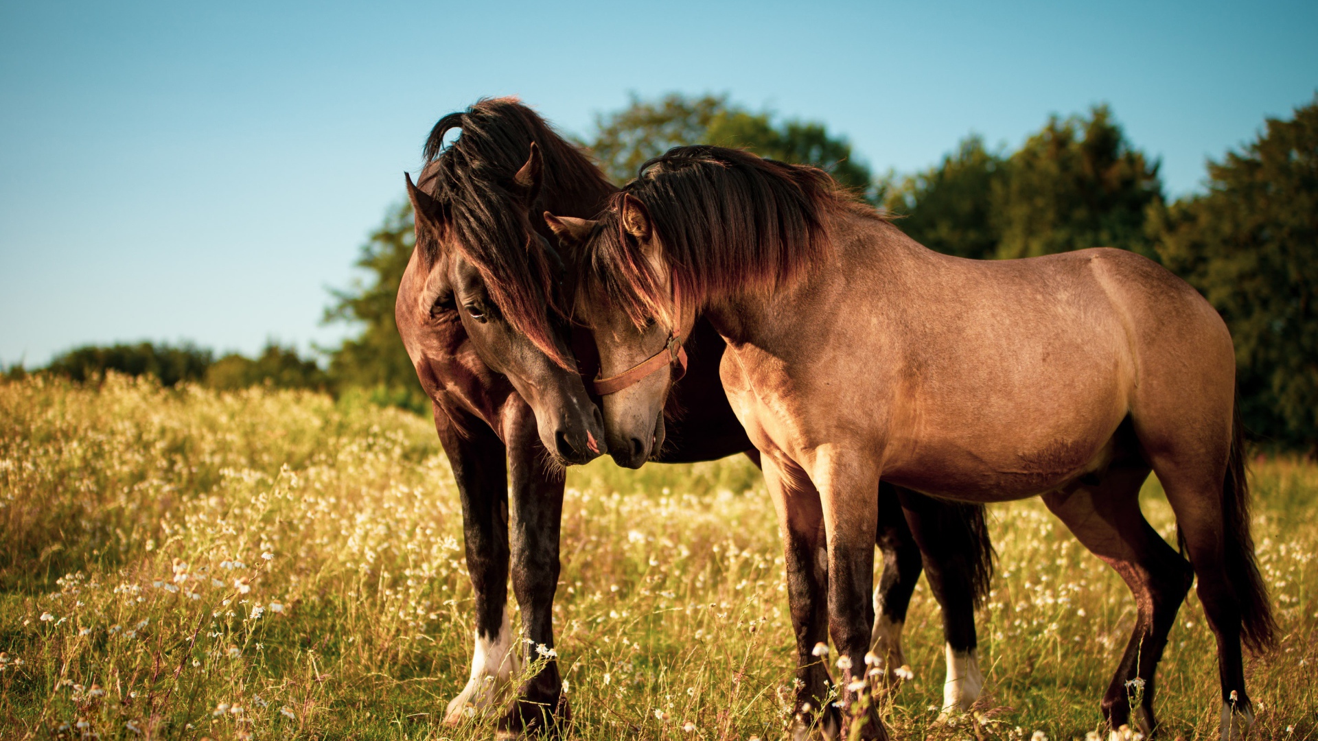 Две влюбленные лошади пасутся на зеленой траве
