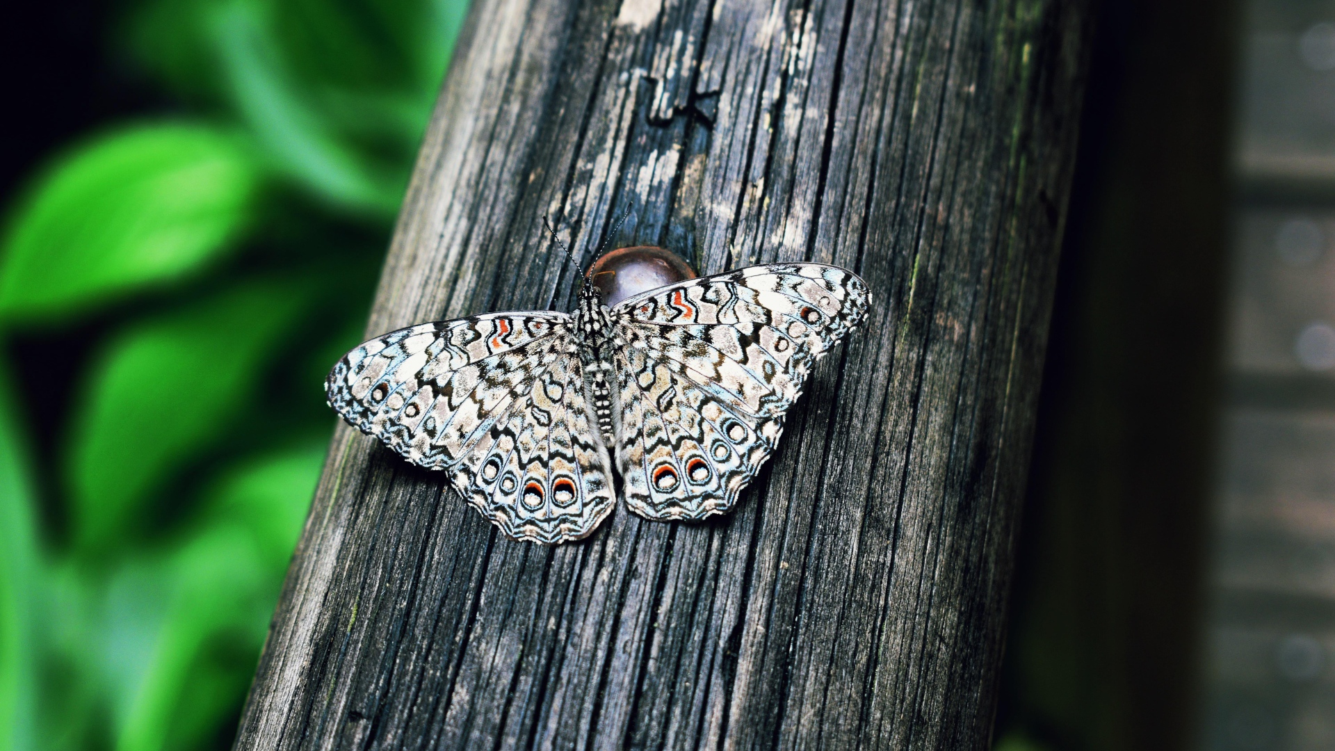 Красивая бабочка сидит на деревянном столбе