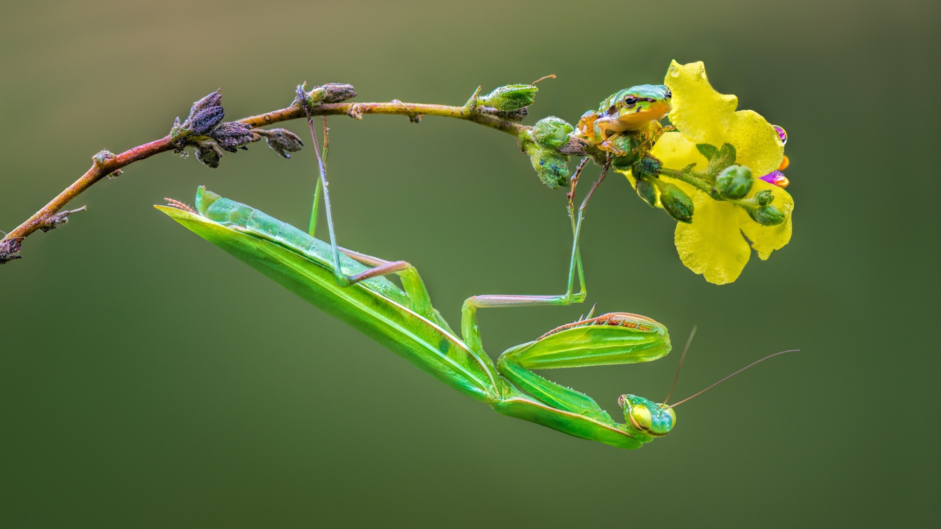 Зеленый богомол сидит на желтом цветке