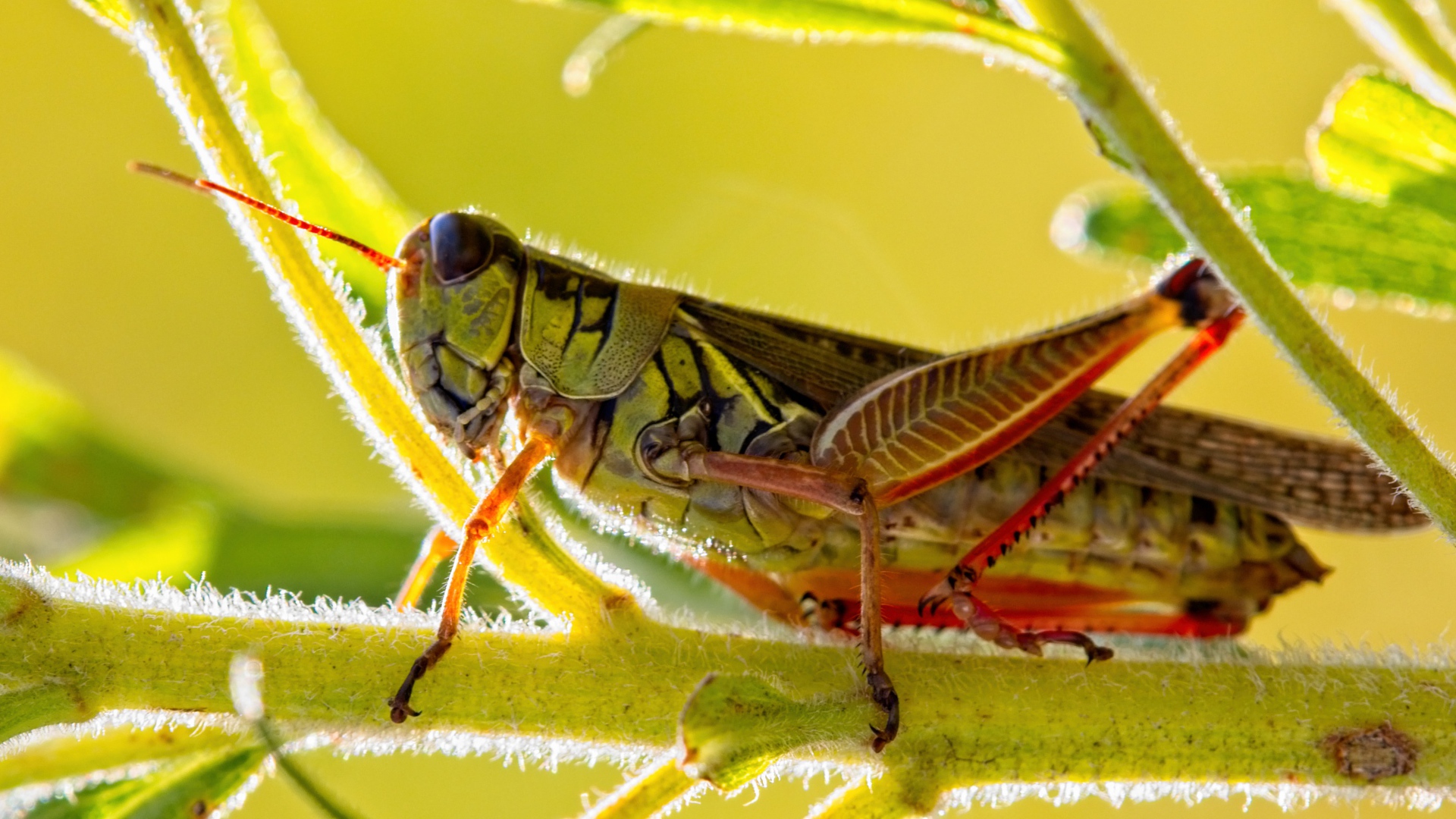 Большой кузнечик сидит на зеленой ветке