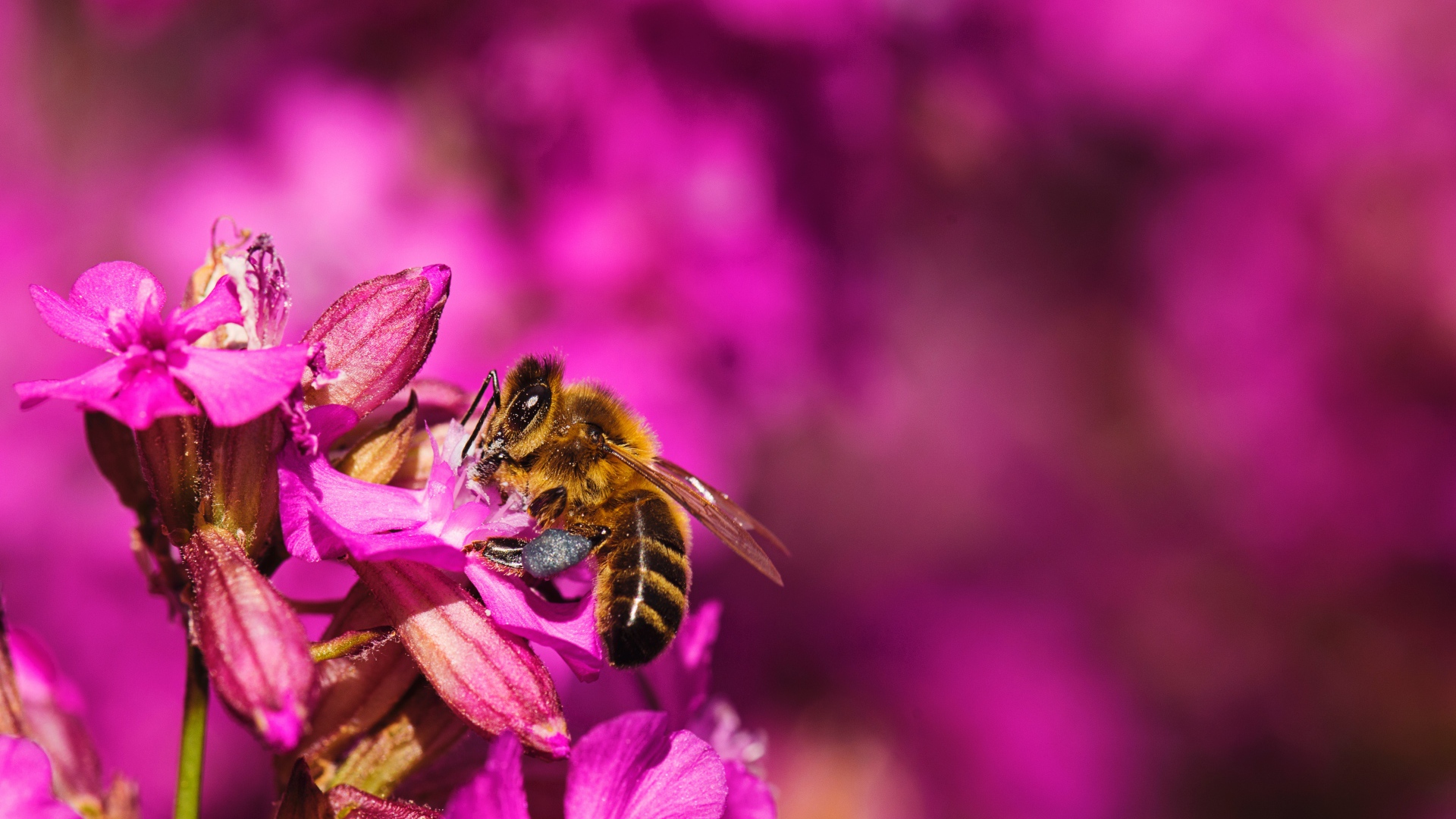 Пчела сидит на розовом цветке