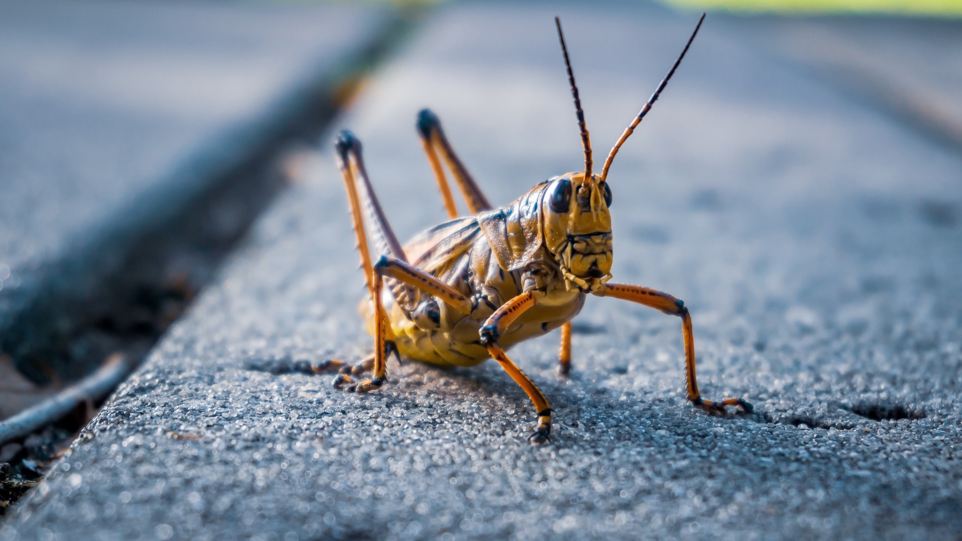 Большой кузнечик сидит на дороге