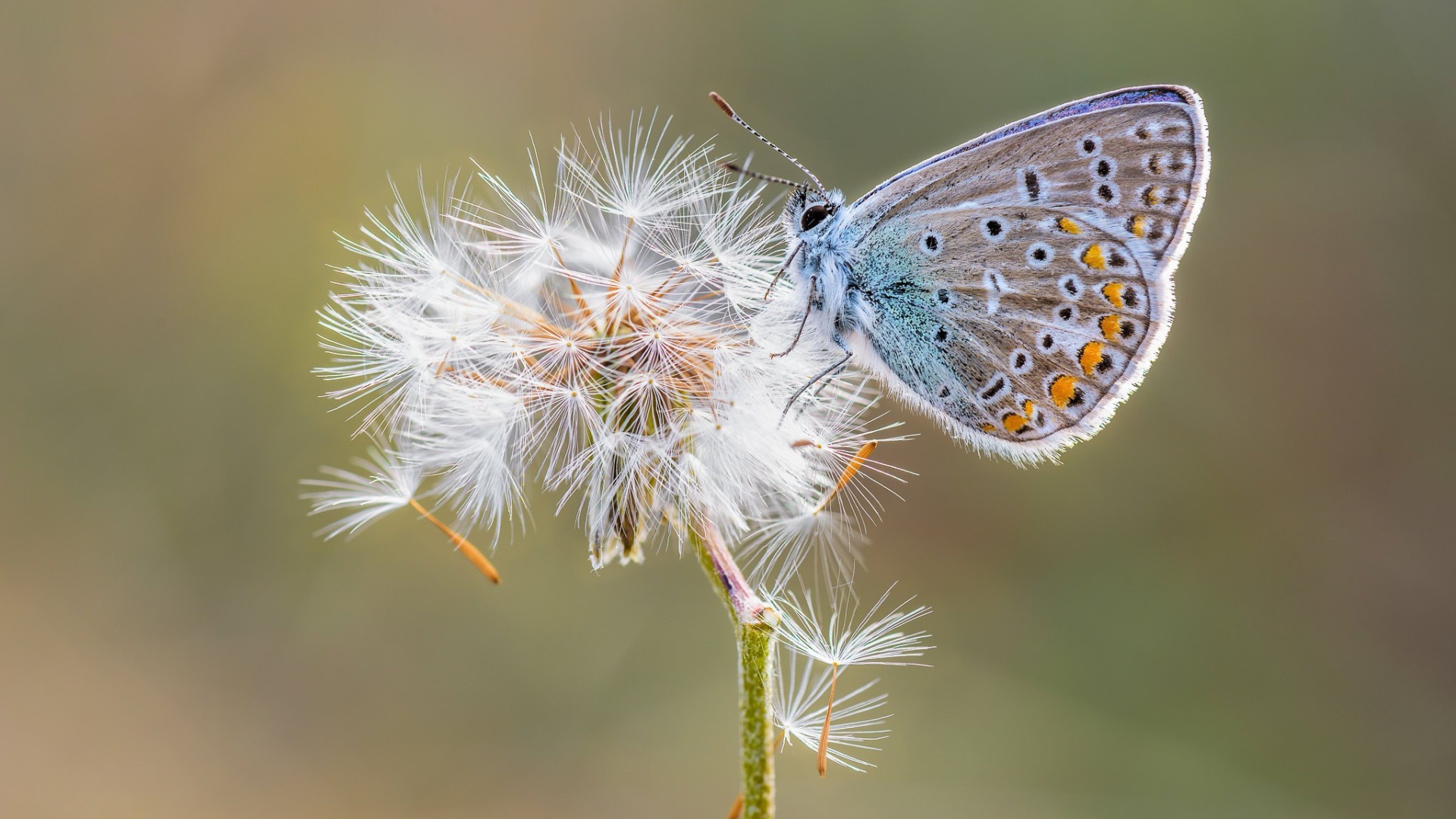 Голубая бабочка сидит на одуванчике