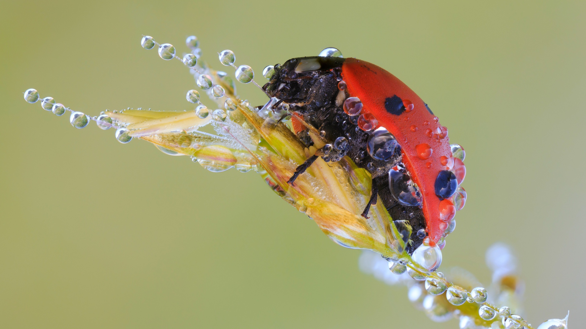 Божья коровка в каплях росы на колоске макросъемка