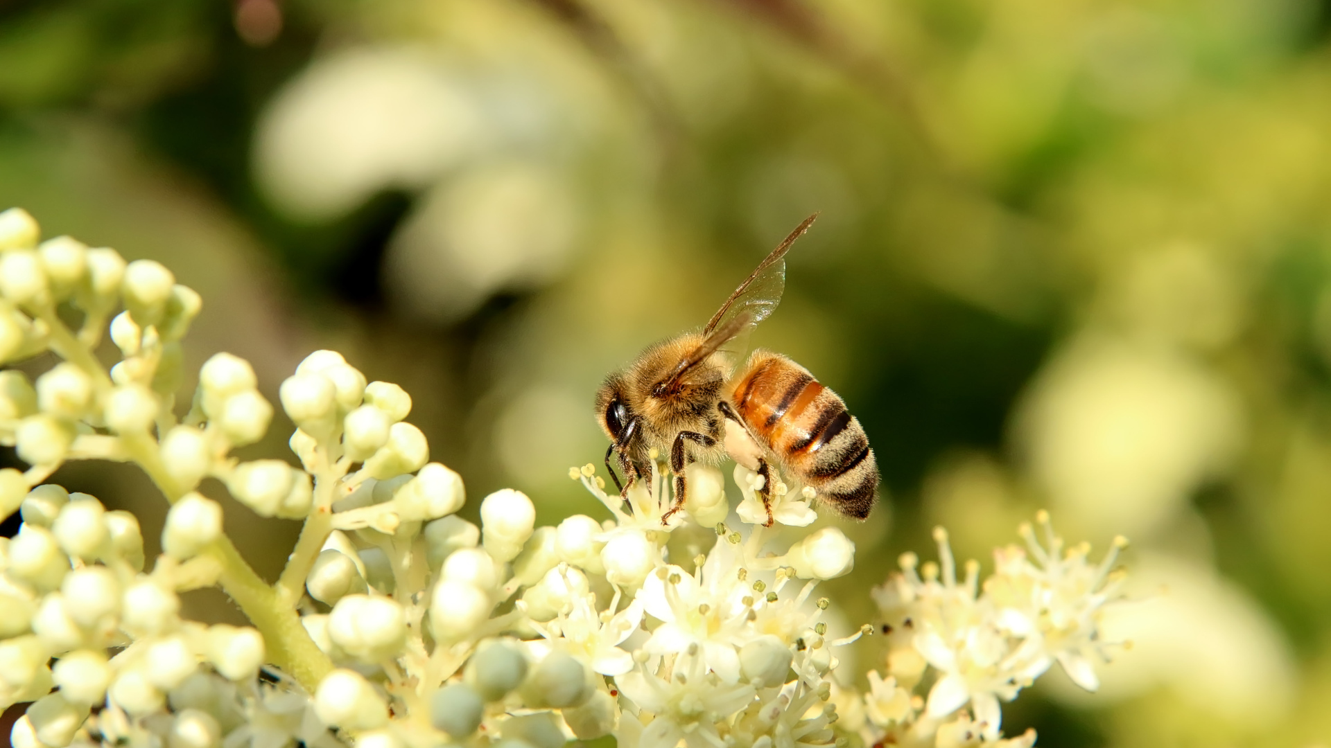 Маленькая пчела сидит на белом цветке