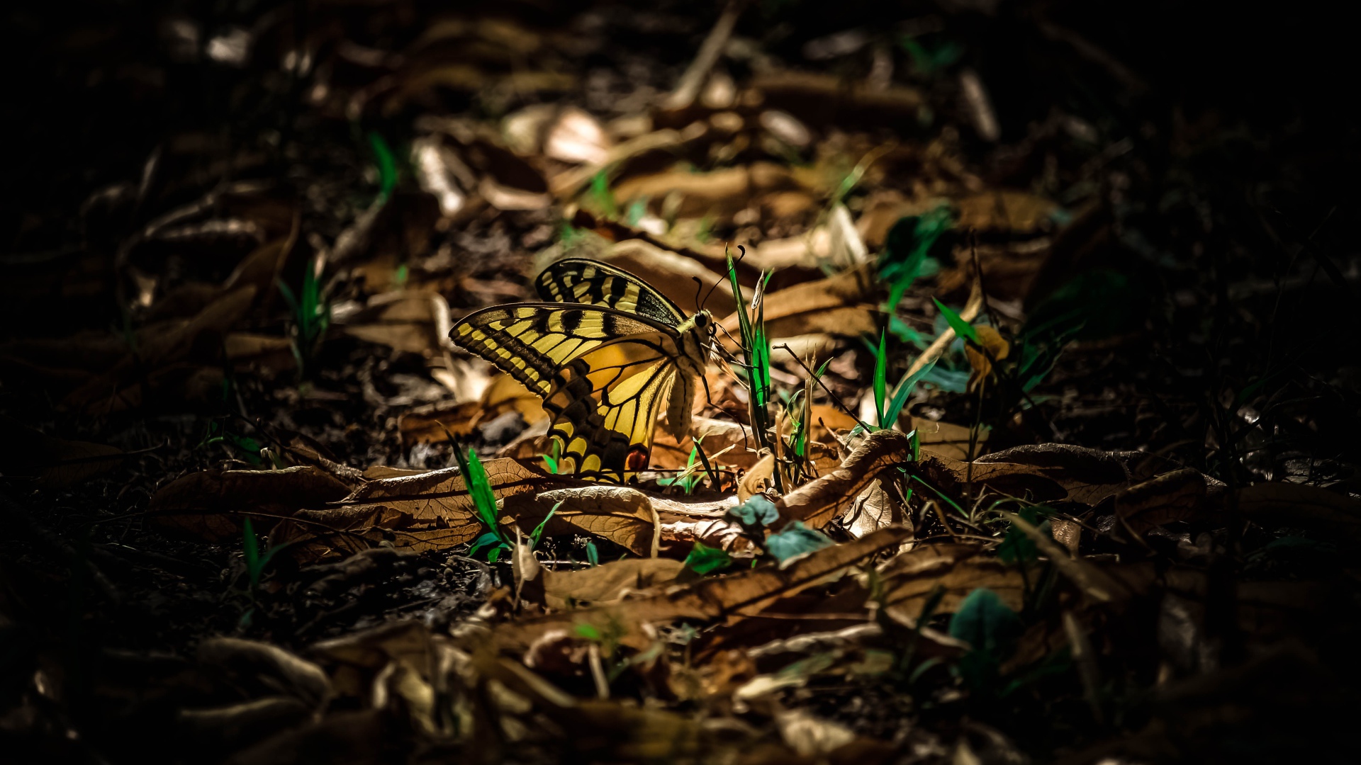 Бабочка махаон сидит на зеленой траве