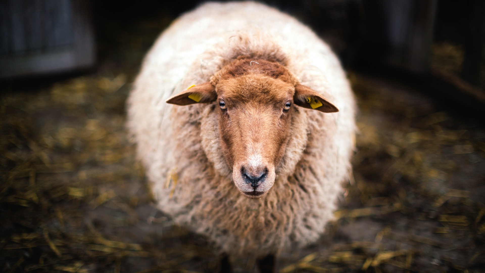 Большая овца с густой шерстью