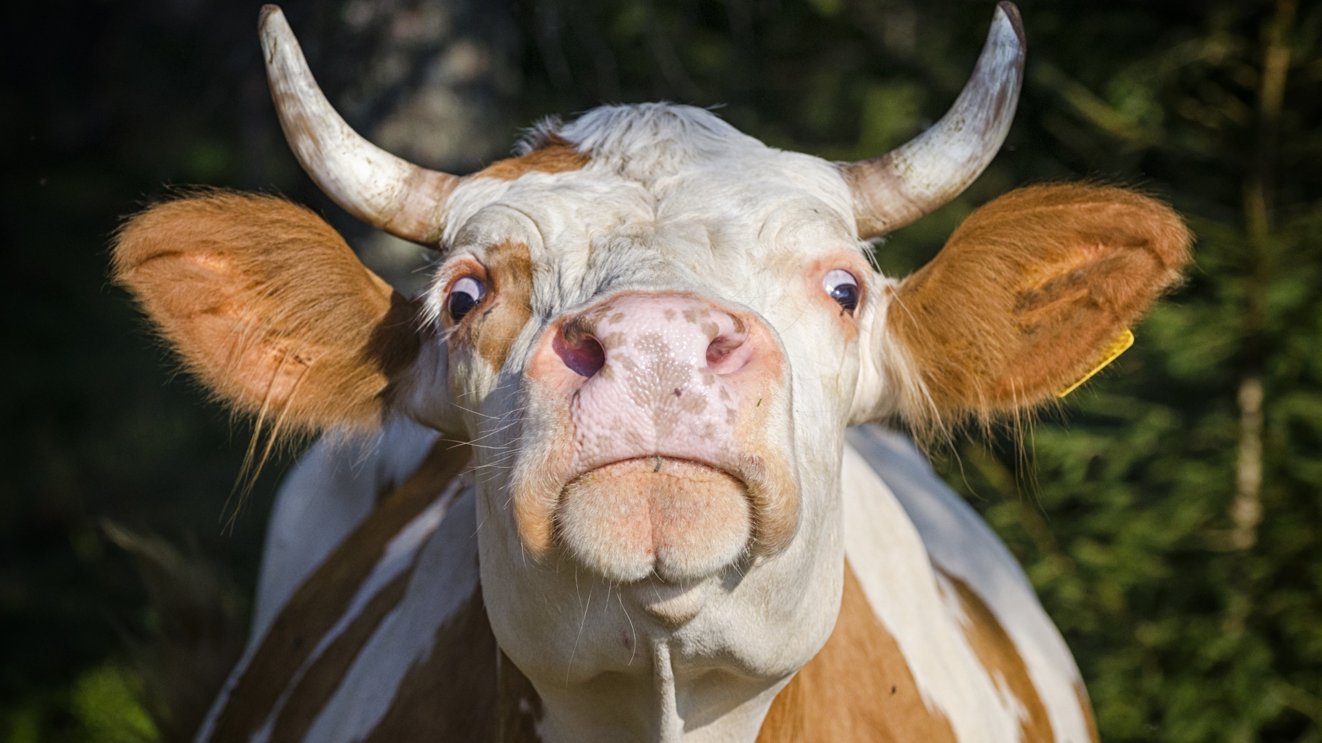 Domestic cow muzzle close up