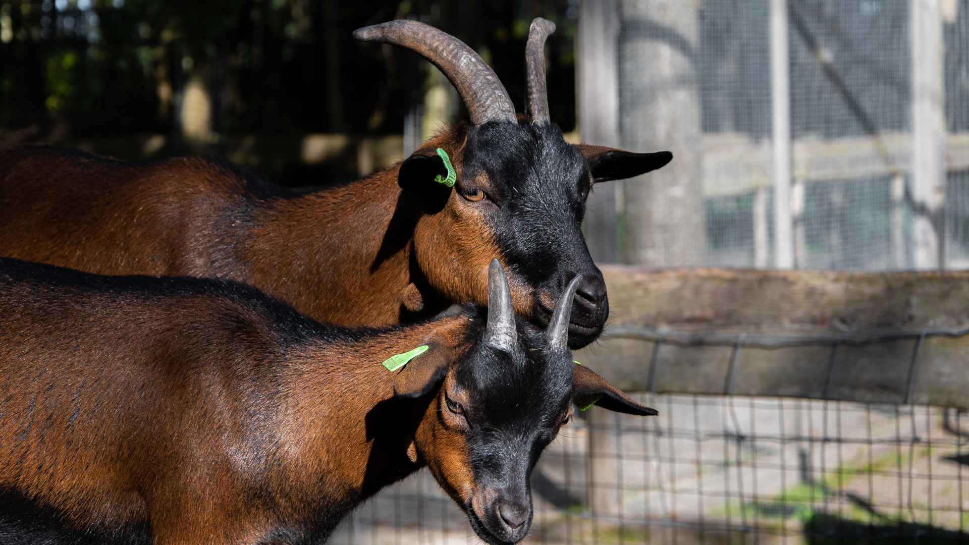 Две коричневые домашние козы