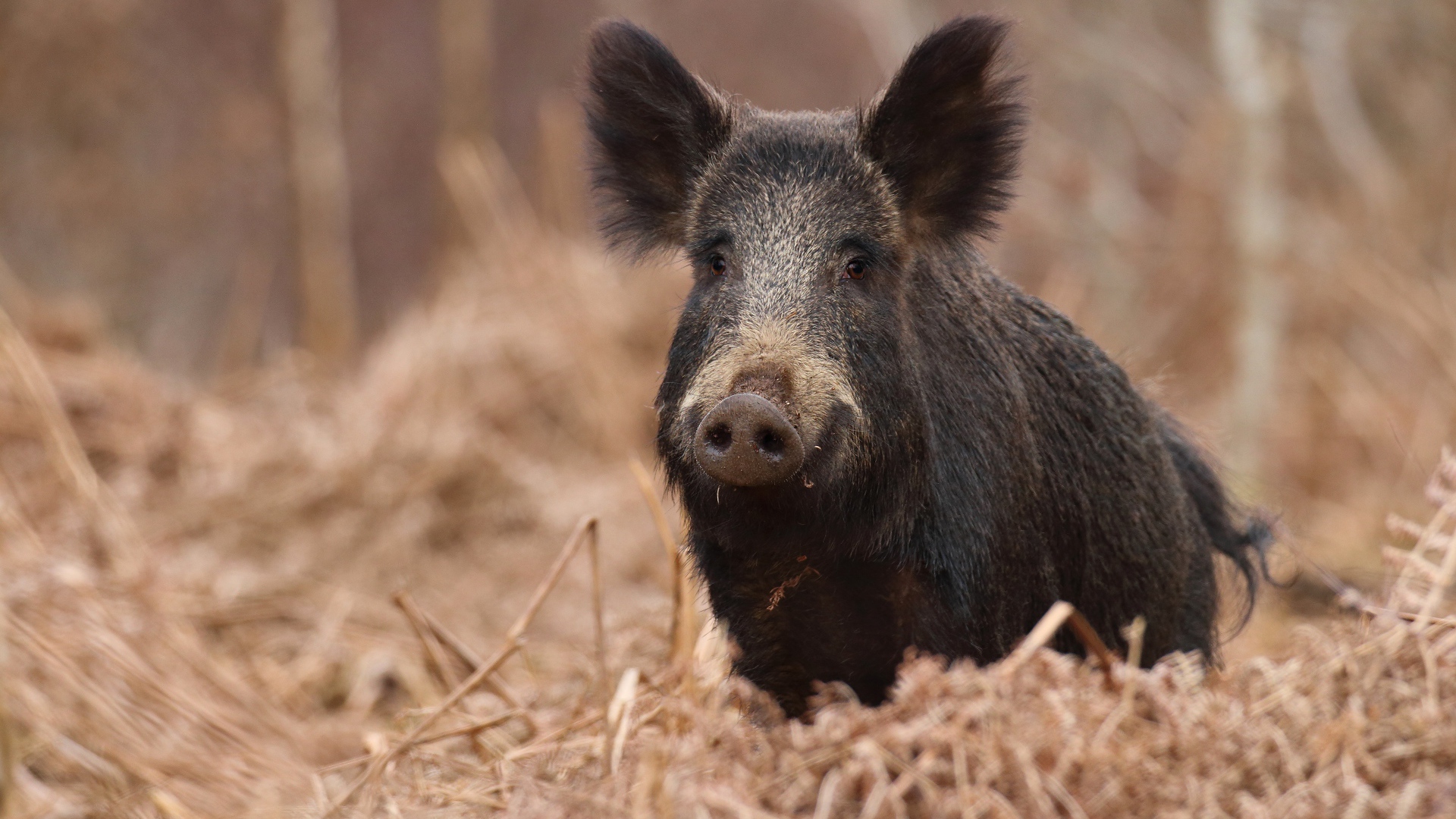 Large black hog in the forest on dry grass