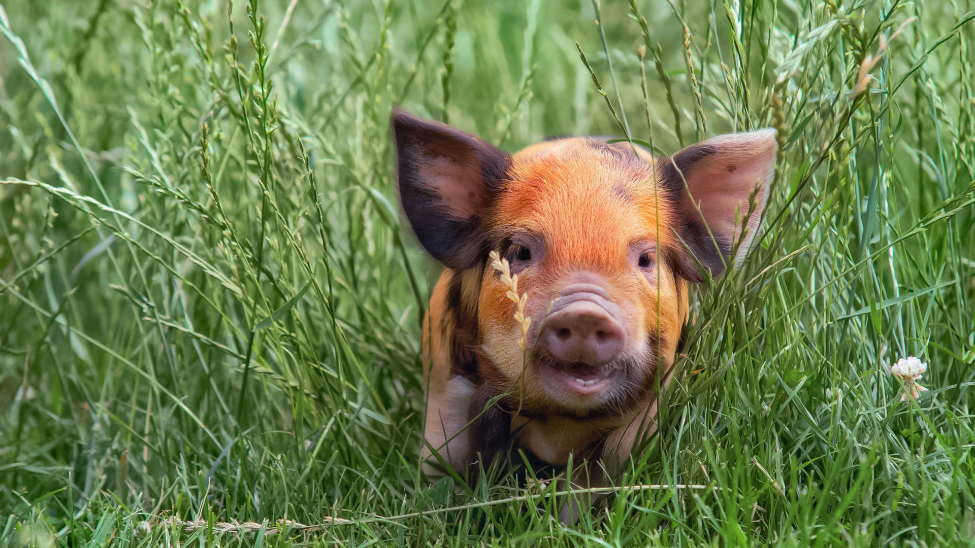 Little funny pig in the green grass