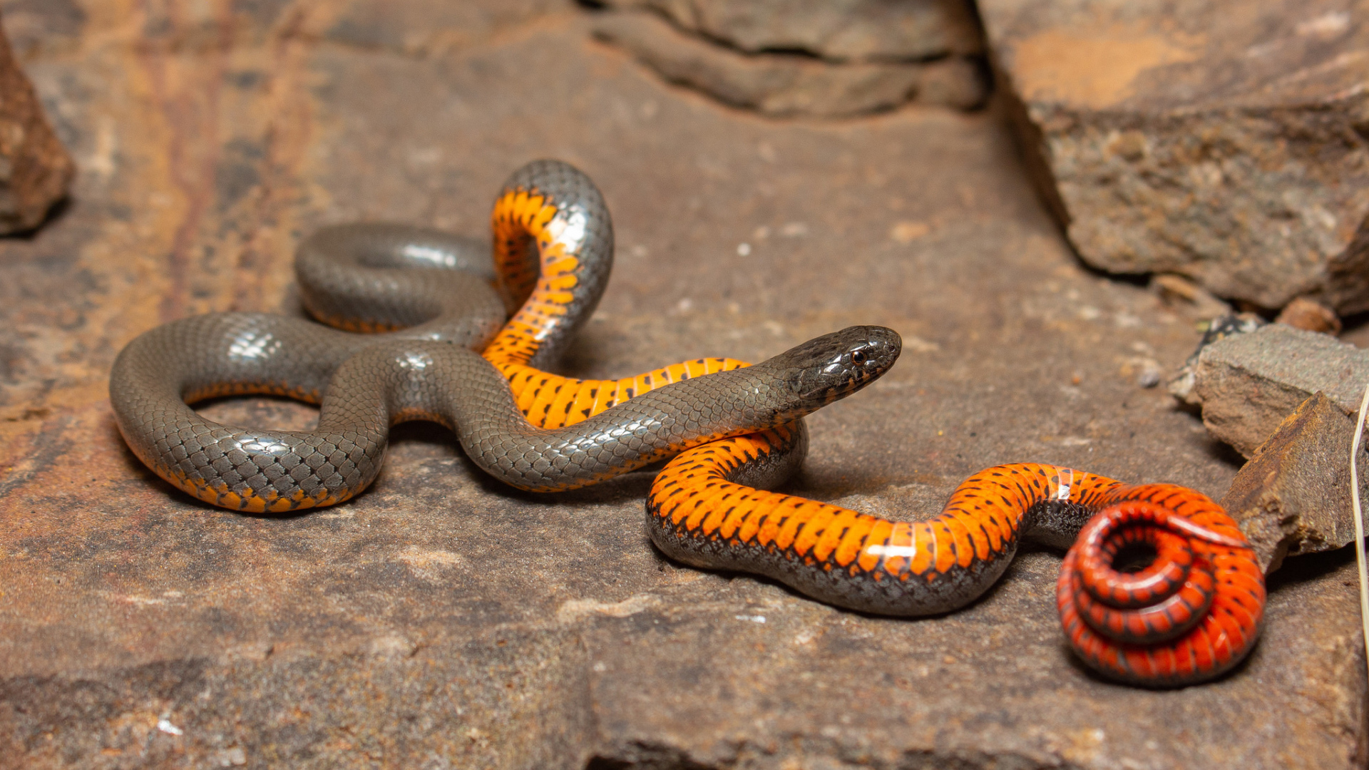 Красивая маленькая змея у камней