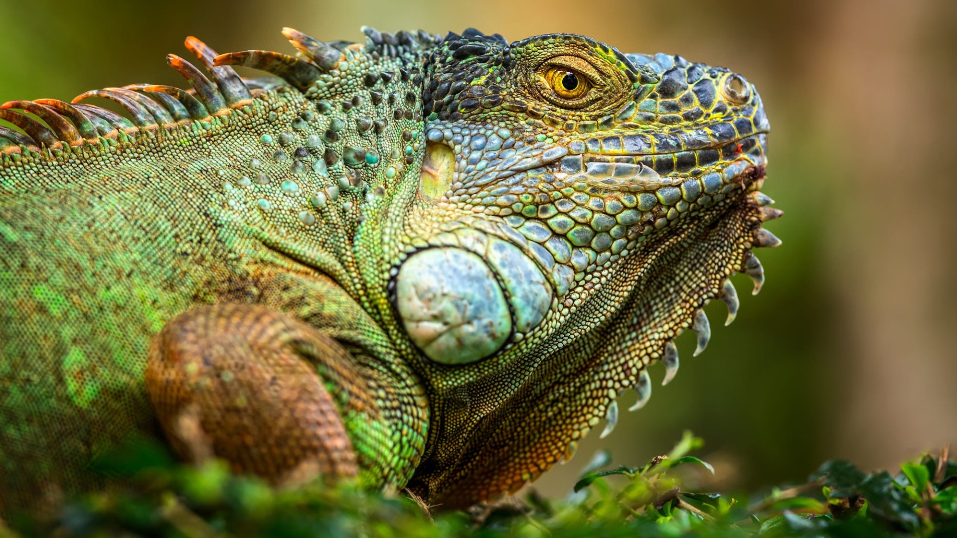 Большая зеленая игуана крупным планом 