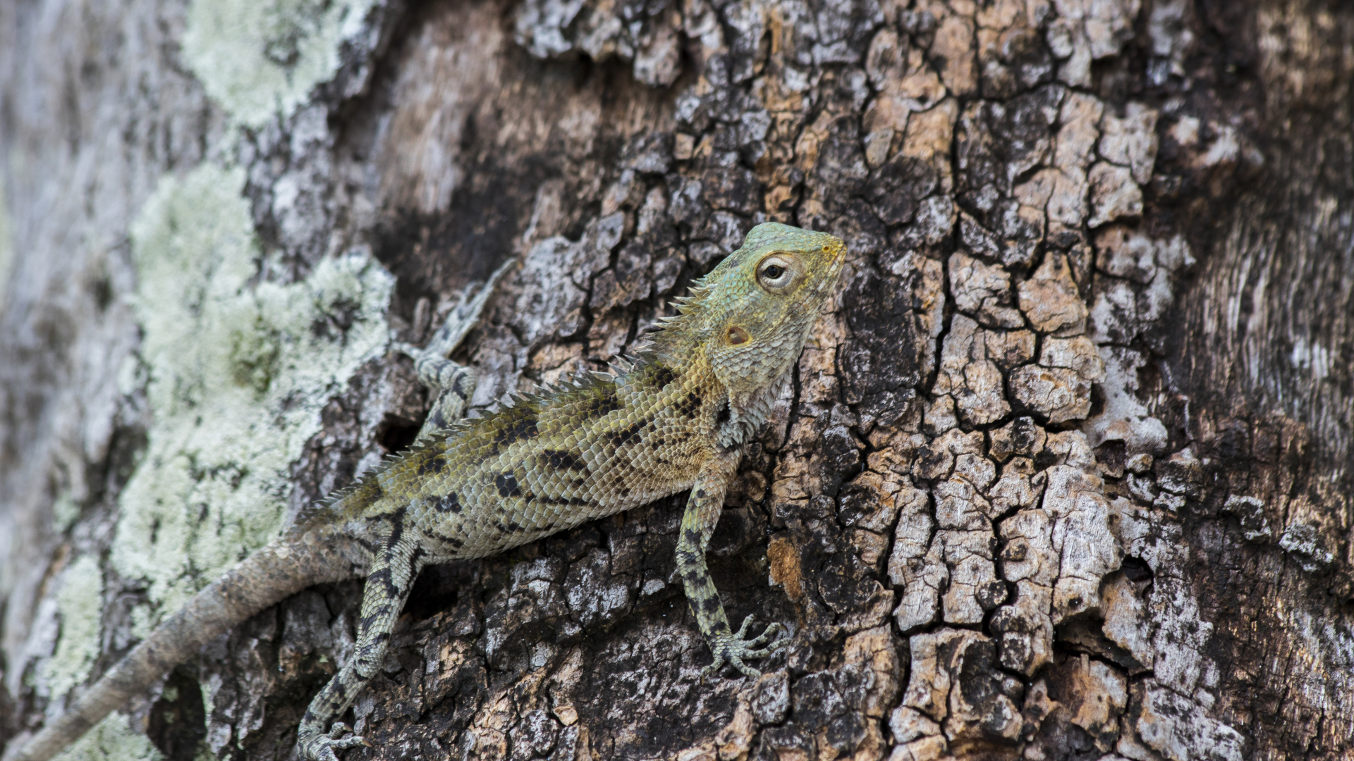 Маленькая ящерица сливается с деревом