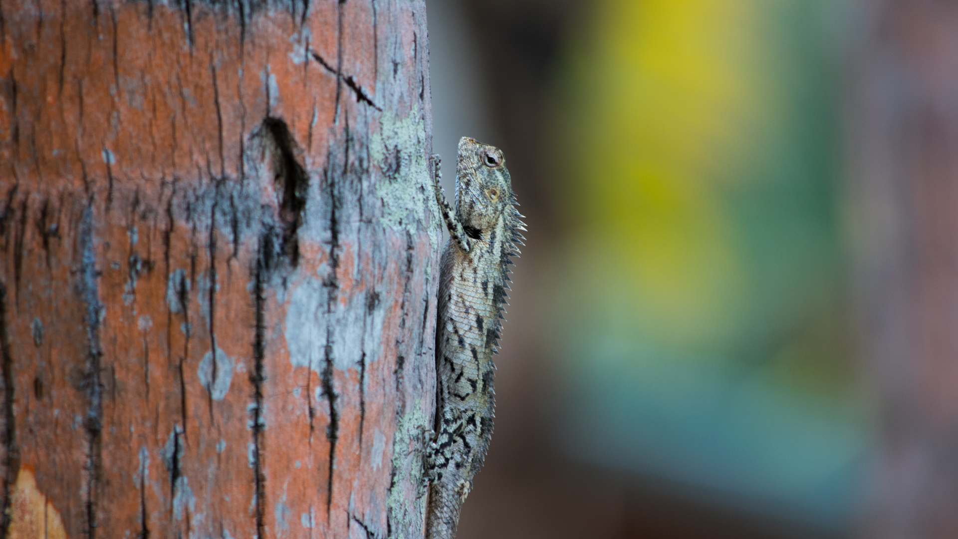 Маленькая ящерица на стволе дерева