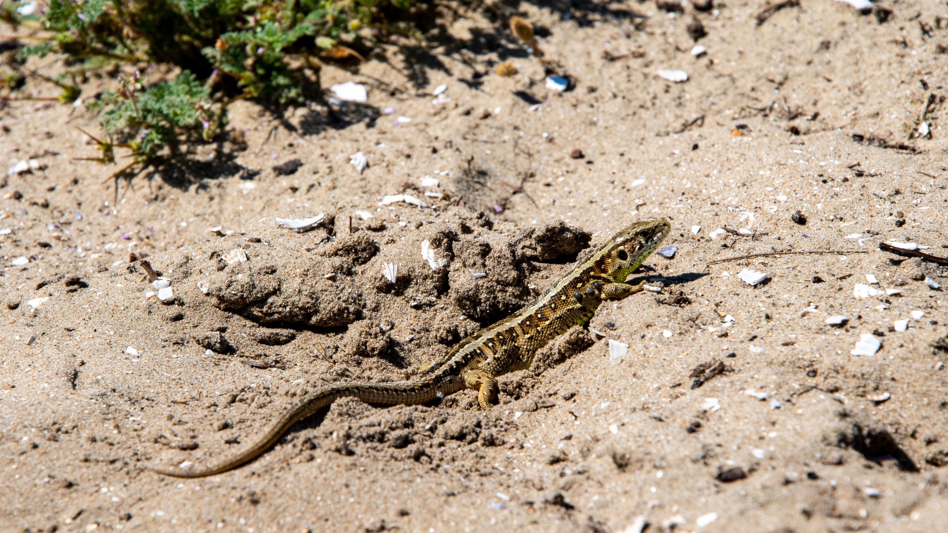Маленькая быстрая ящерица на песке 