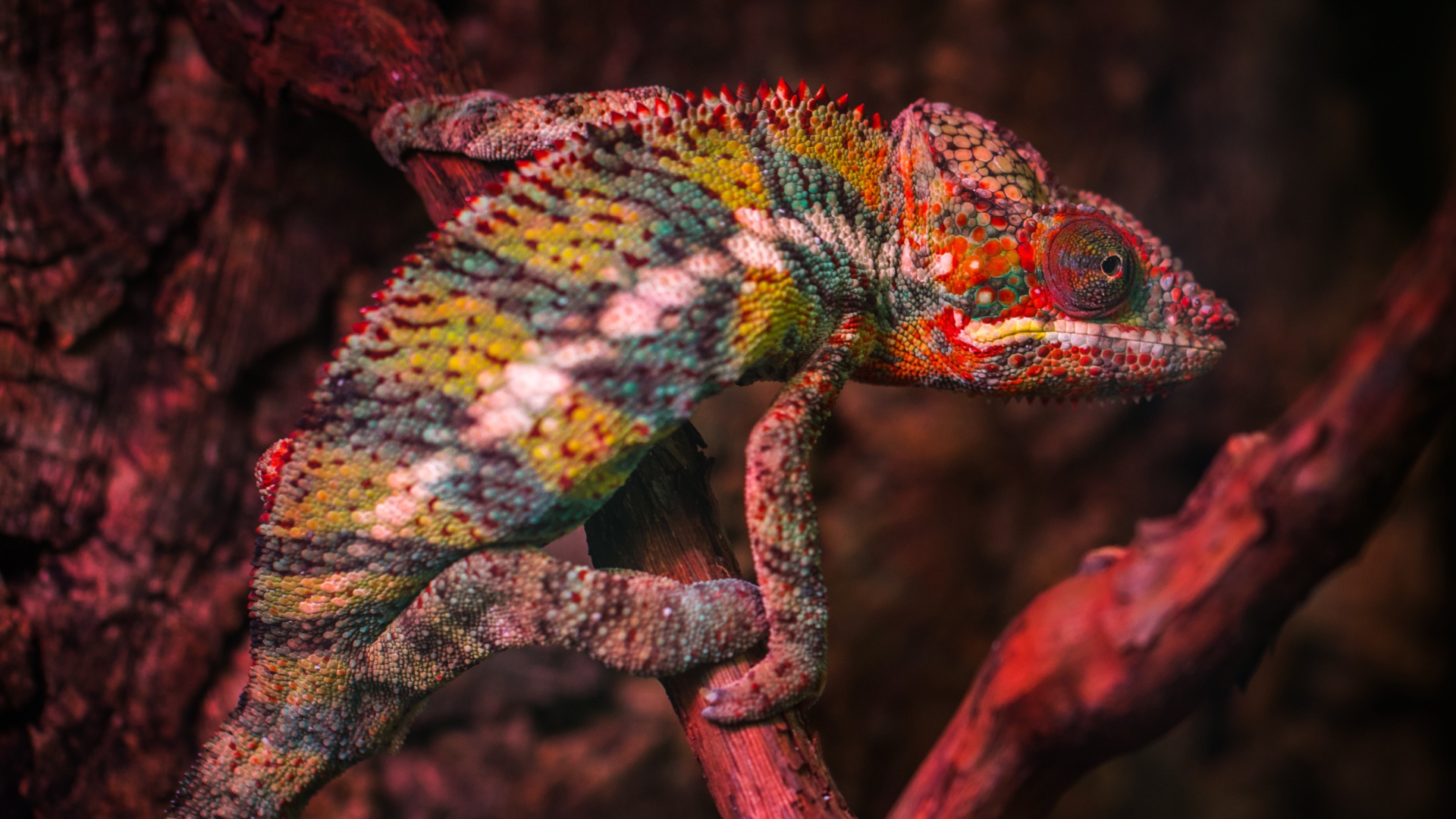 Разноцветный хамелеон сидит на ветке
