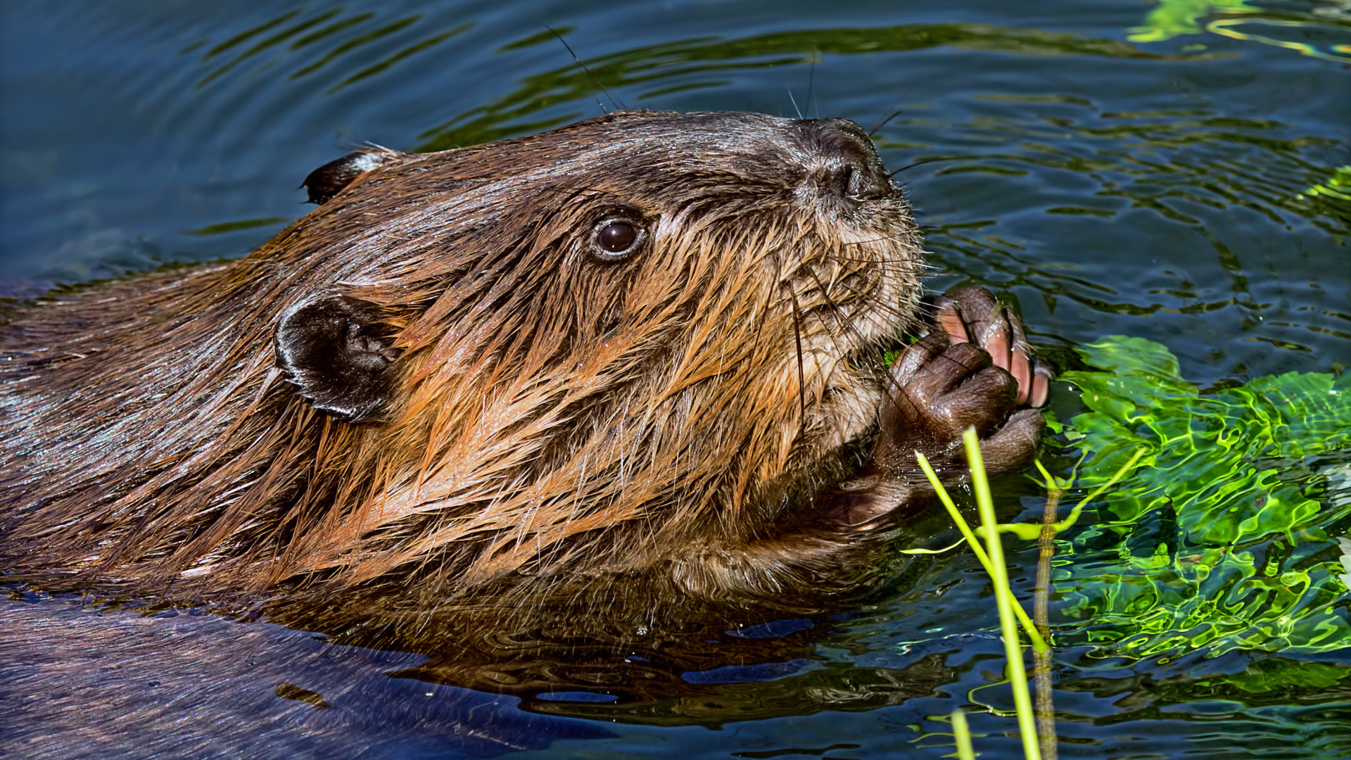 Большой бобр в воде грызет листву