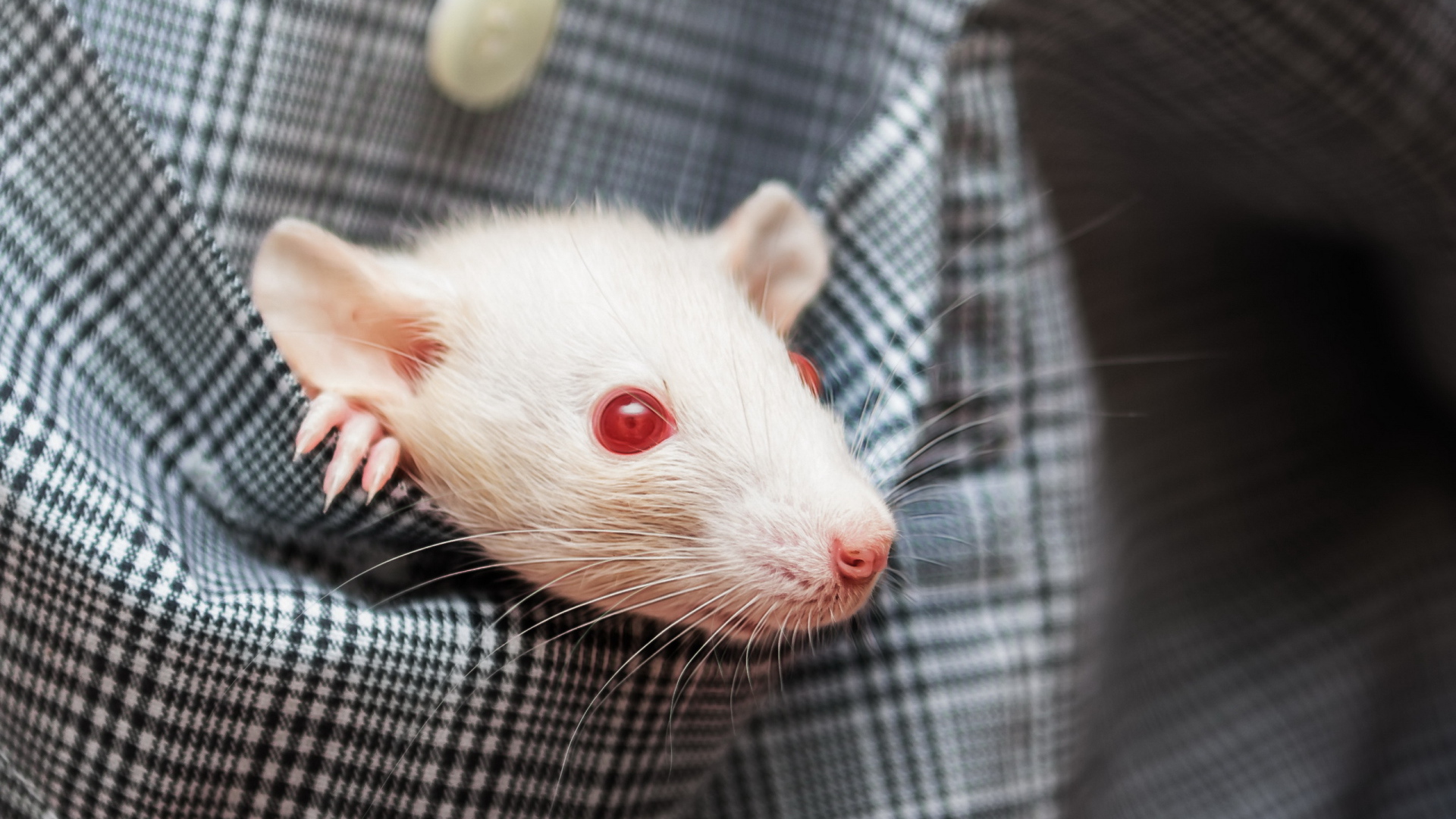White rat with red eyes in his pocket