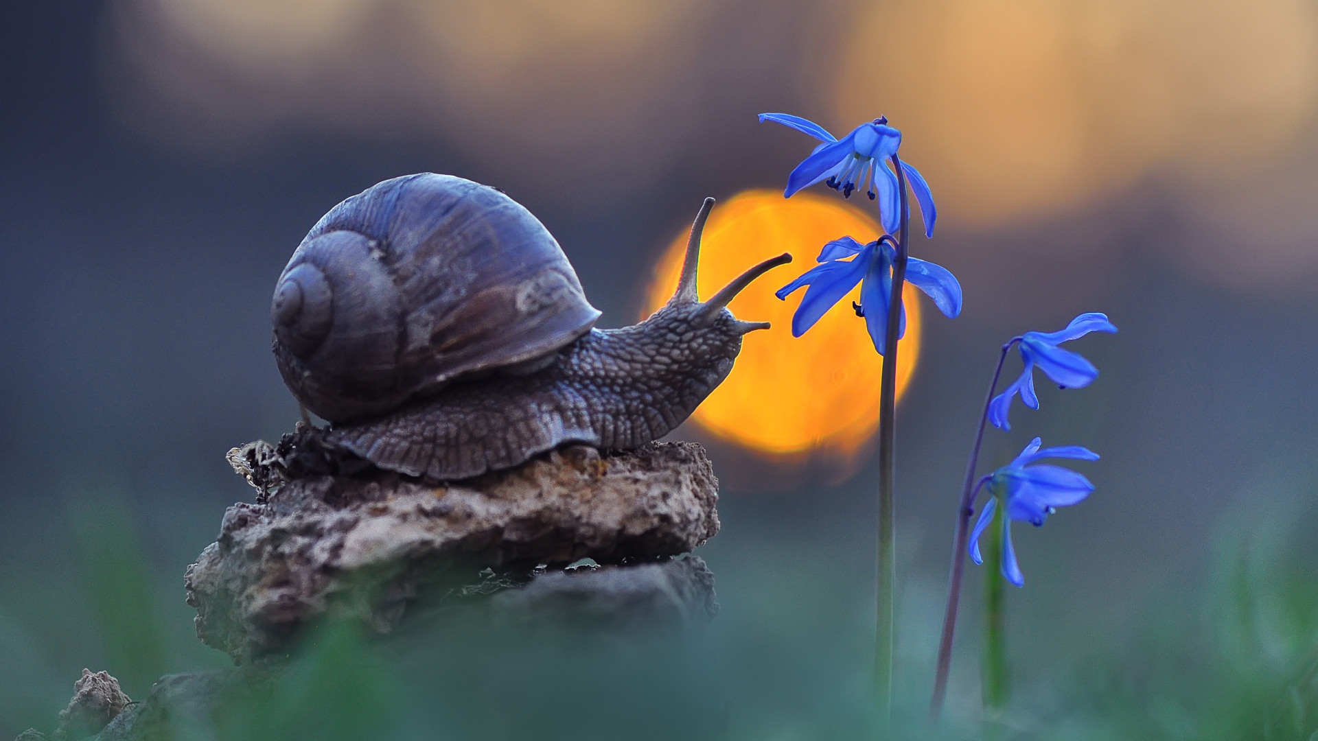 Улитка сидит на камне у голубого цветка 