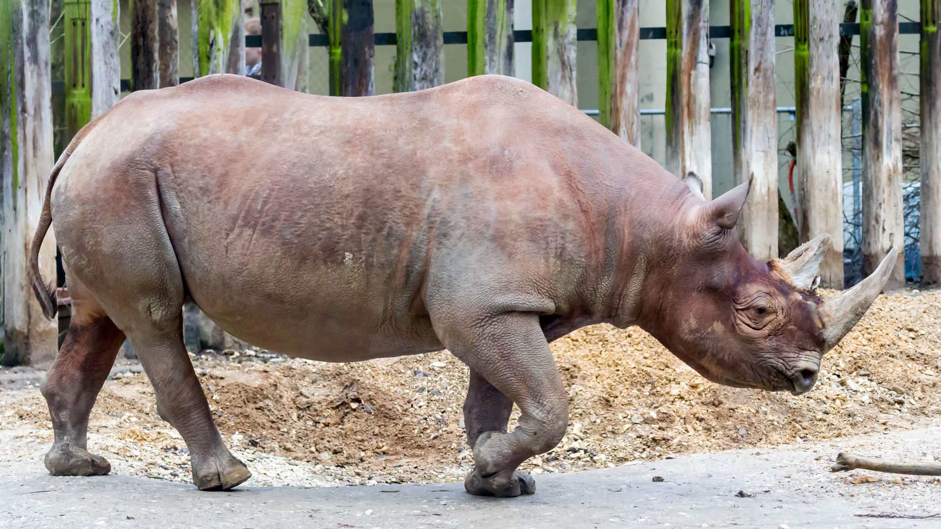 Большой носорог у забора в зоопарке