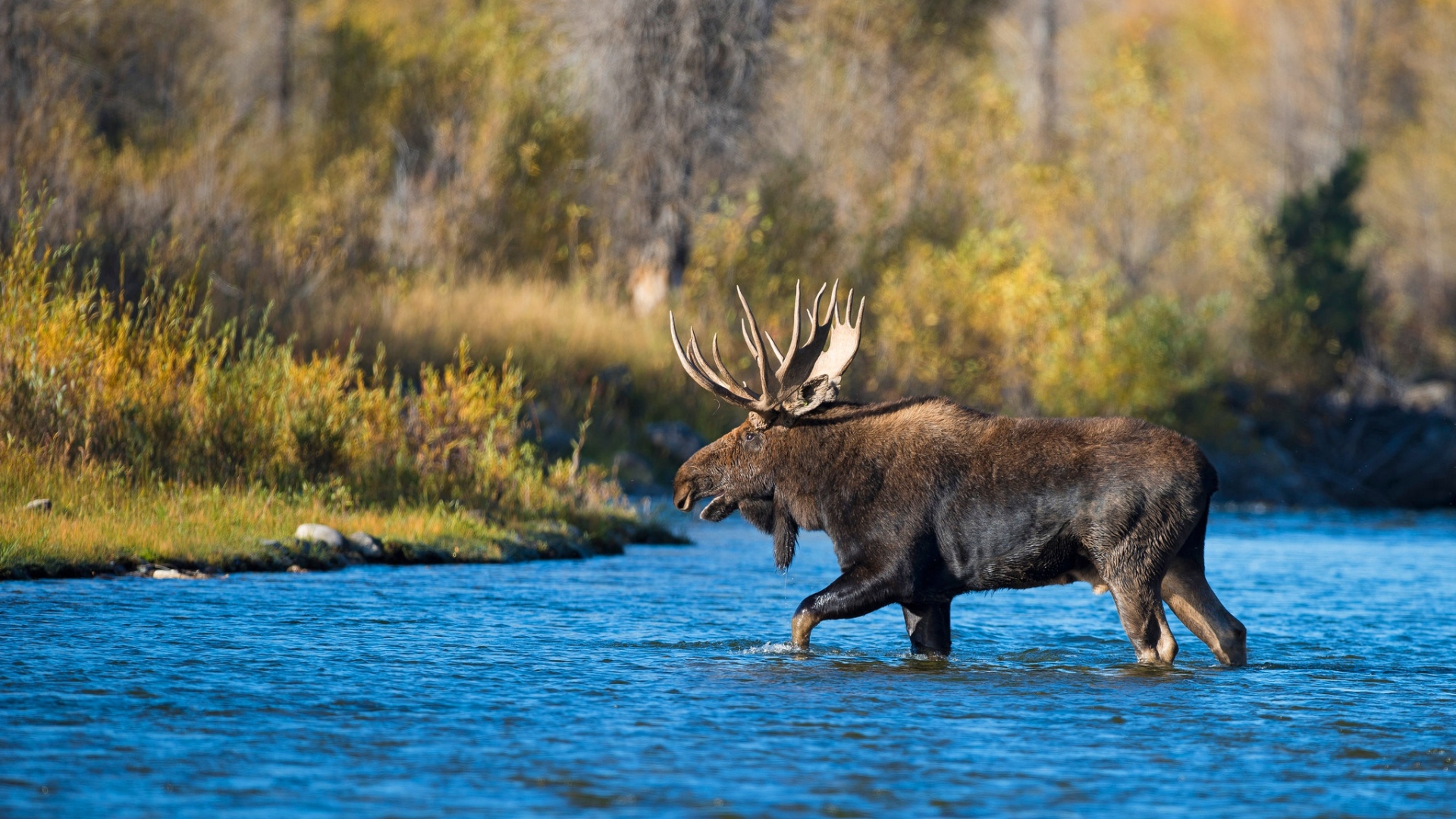 Лось с большими рогами переходит реку