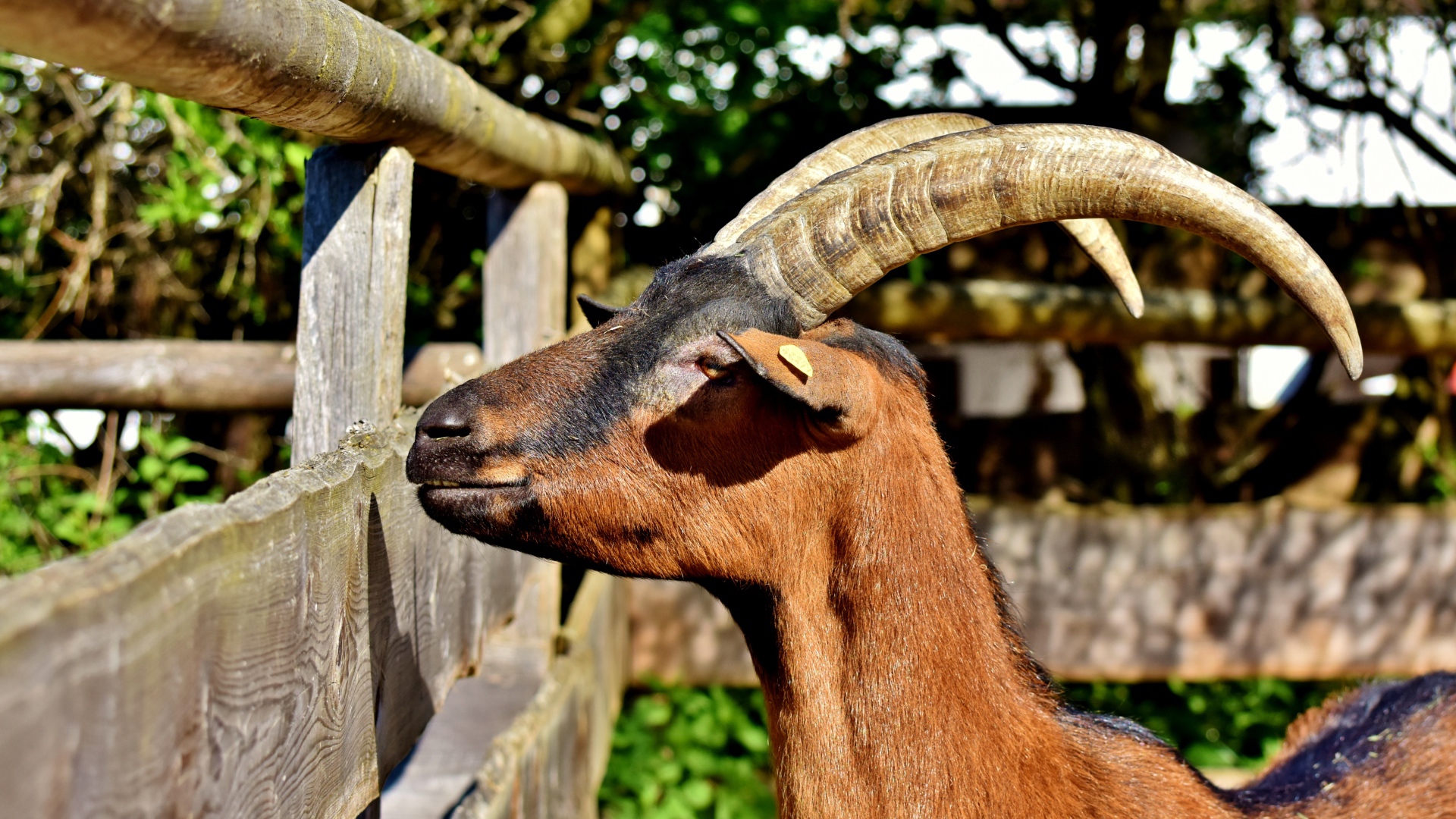 Коза с длинными рогами в зоопарке 