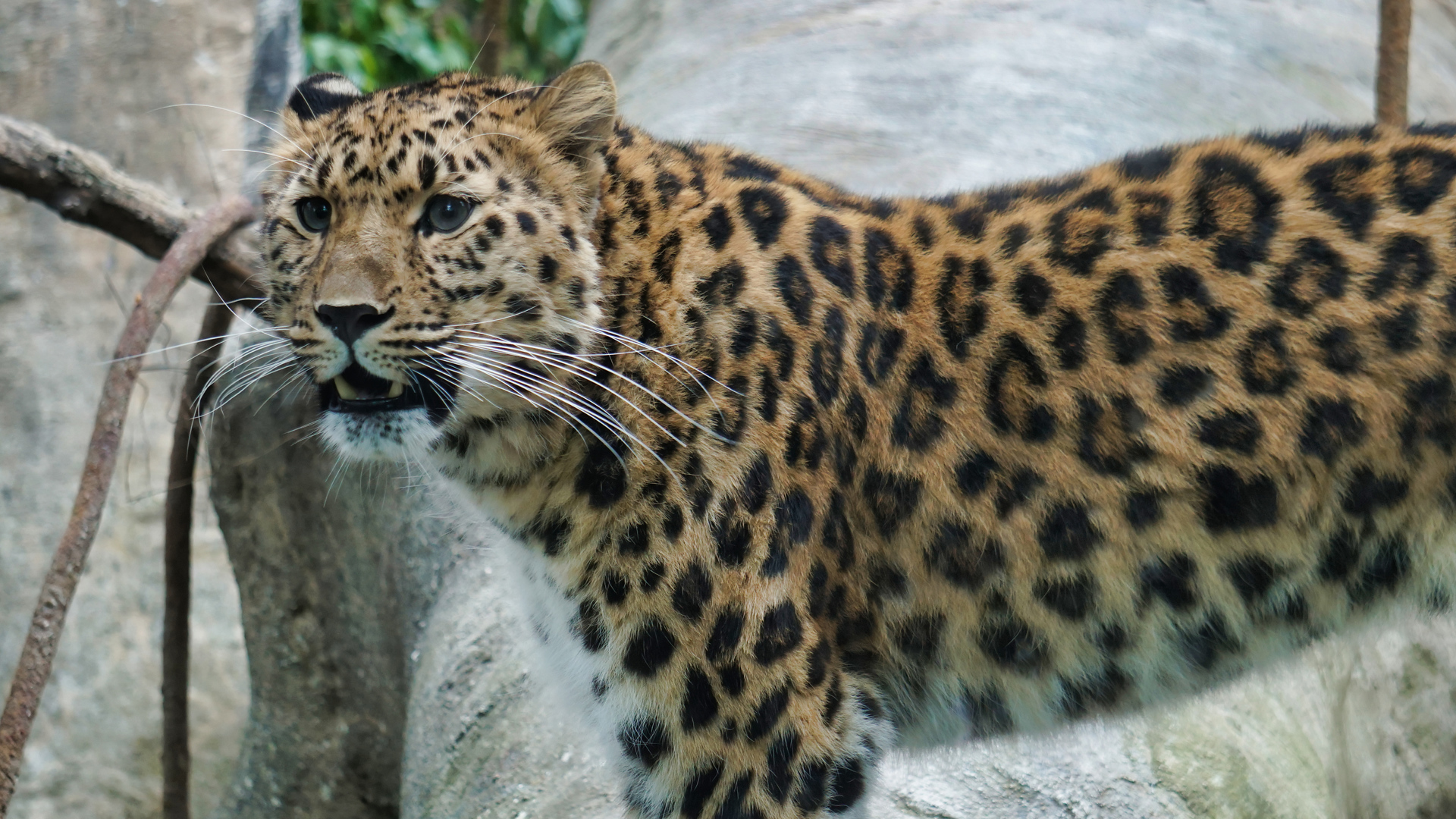 Beautiful spotted blue-eyed leopard