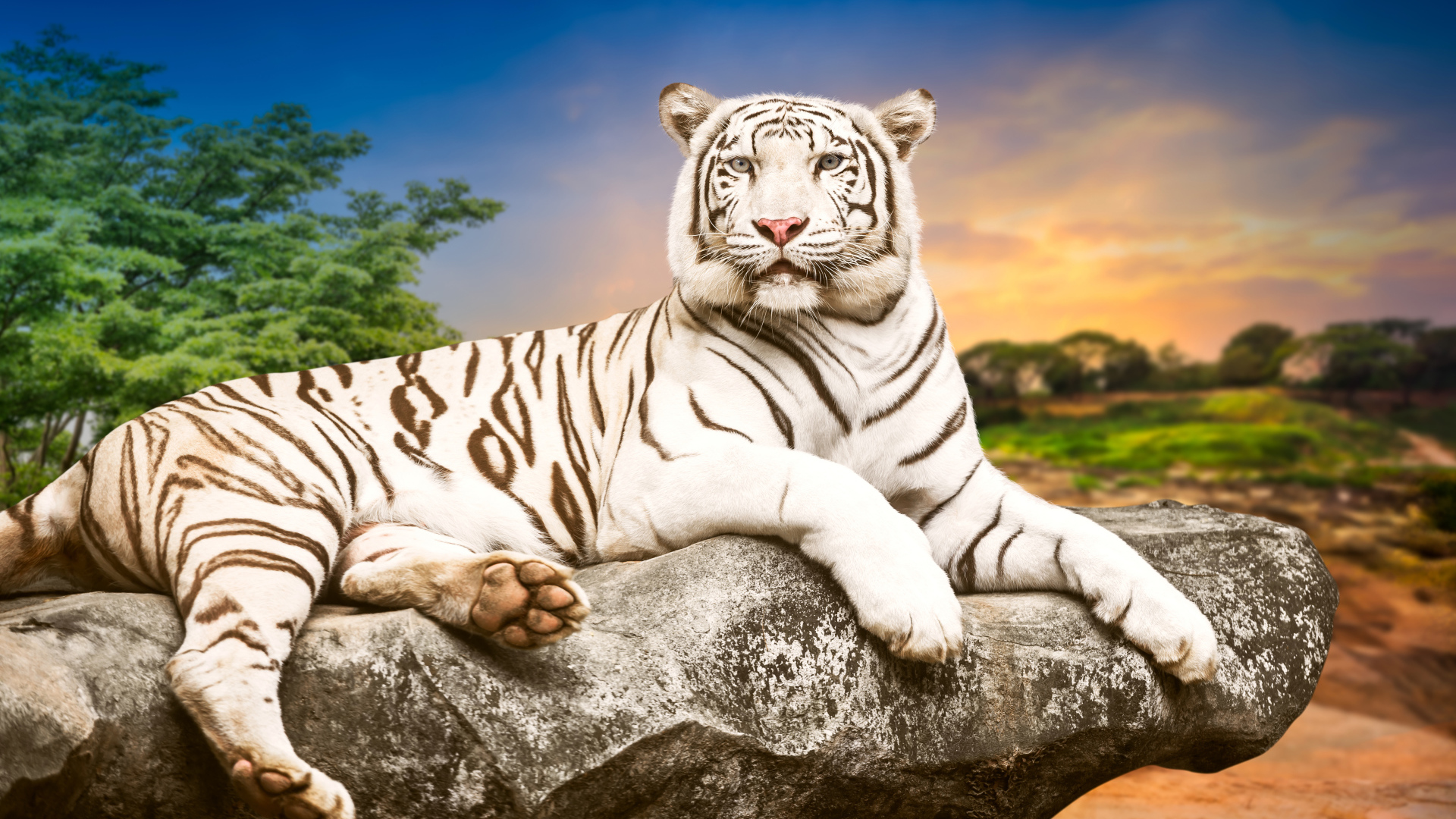 Красивый белый тигр лежит на камне 