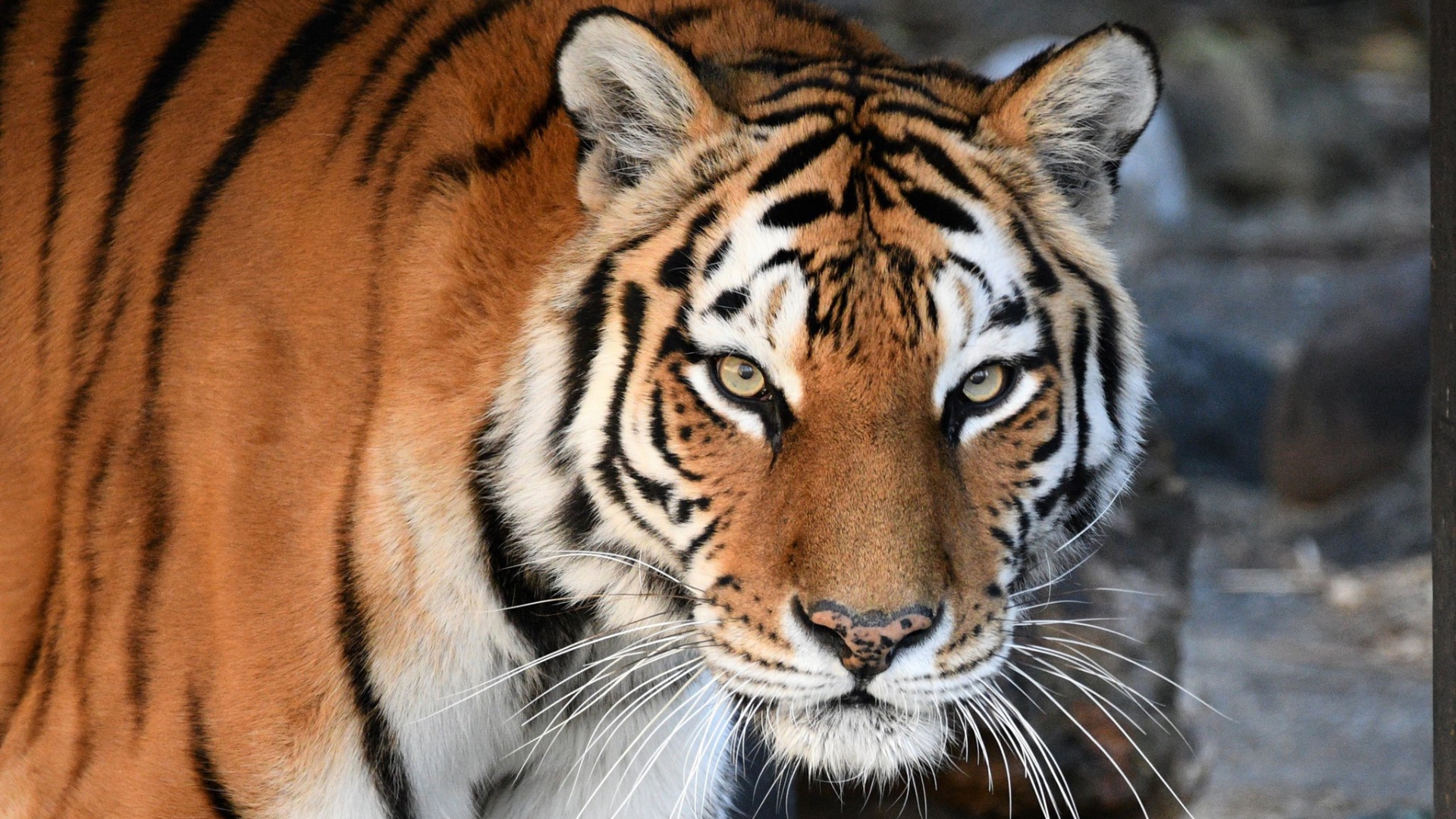 Большой красивый полосатый амурский тигр