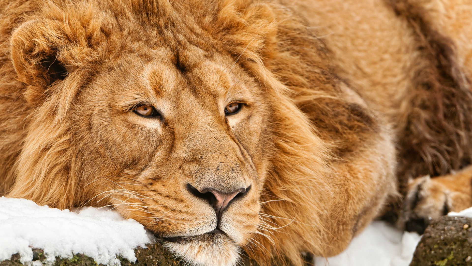 Большой лев лежит на снегу зимой