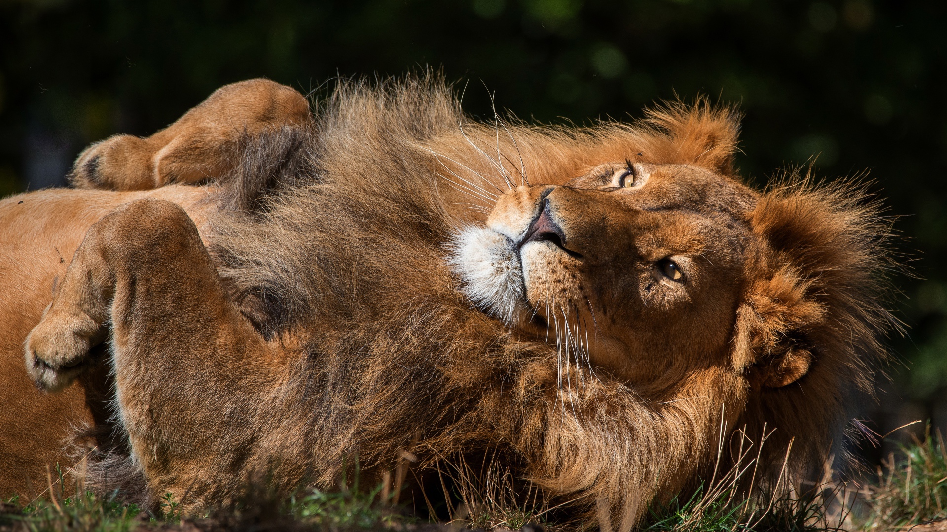 Большой лев лежит на земле 
