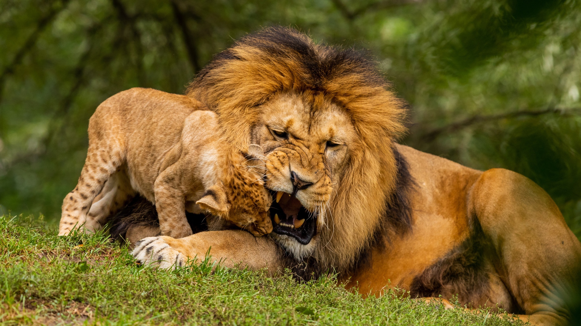 Большой грозный лев играет с львенком на зеленой траве
