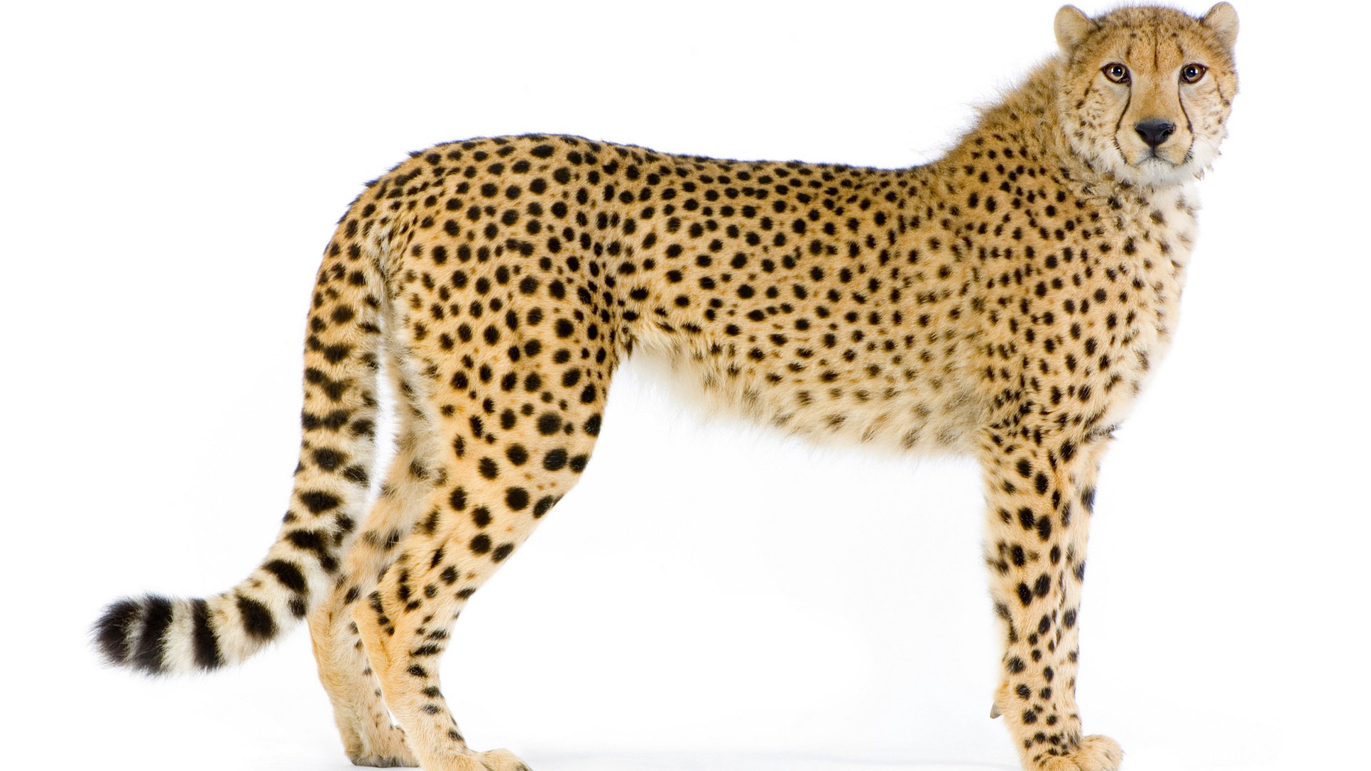 Большой пятнистый леопард на белом фоне