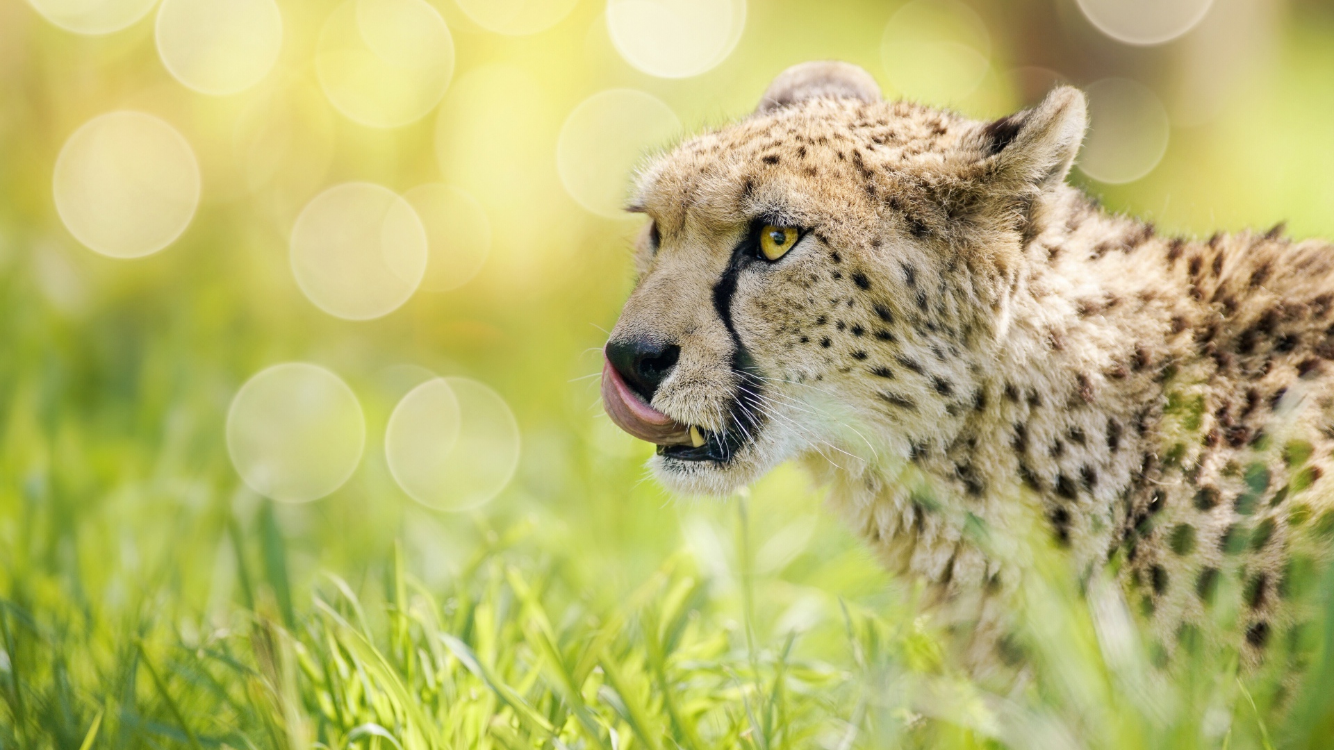 Гепард с высунутым языком в траве