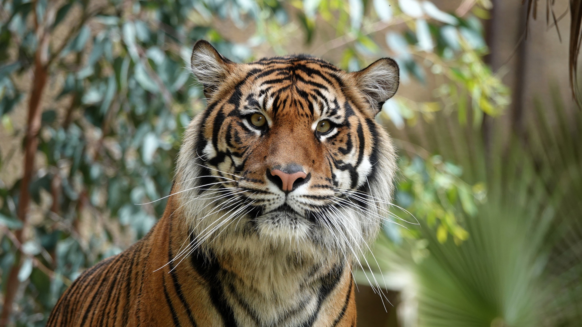 Большой полосатый амурский тигр 