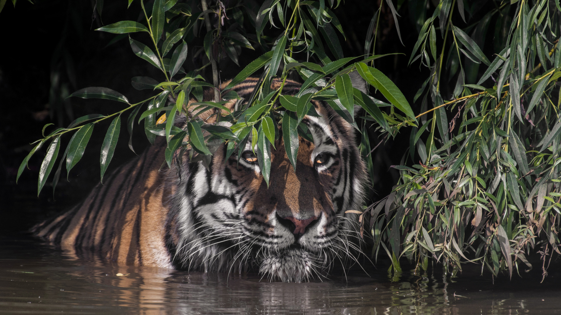 Большой полосатый тигр в воде в зеленых листьях