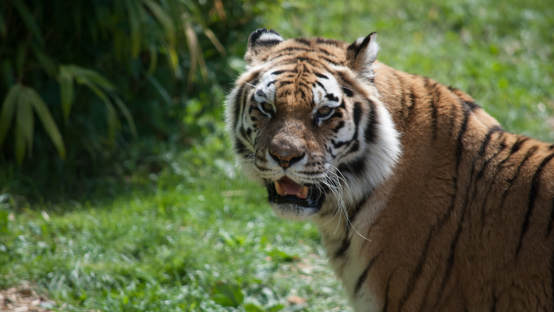 Большой полосатый тигр с острыми зубами