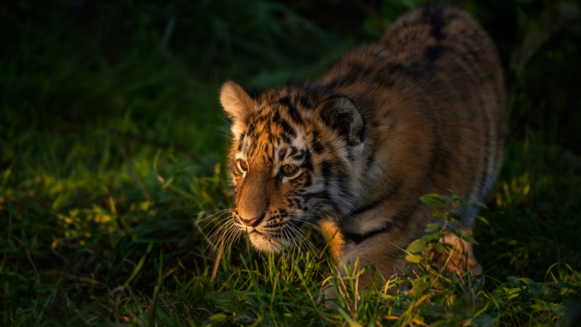 Маленький тигр крадется в зеленой траве