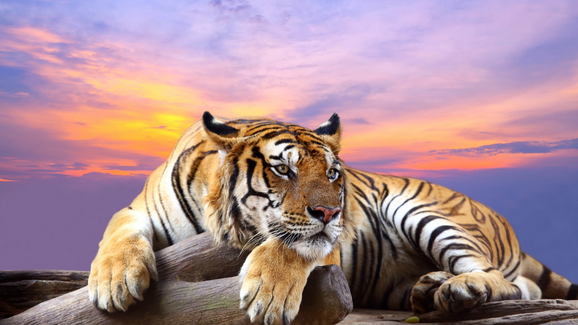 Полосатый тигр лежит сухом дереве на фоне красивого неба