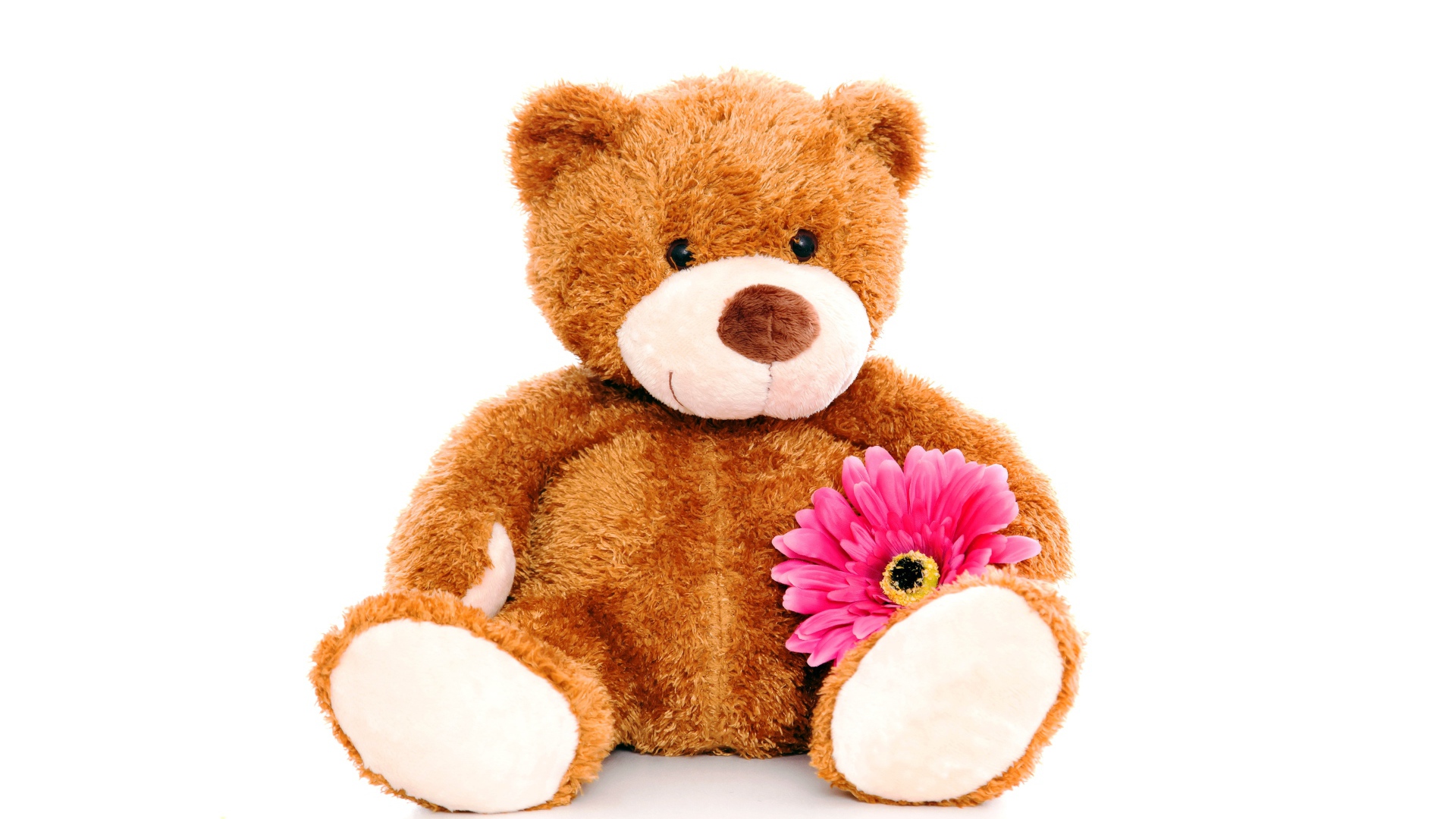 Плюшевый медведь с розовым цветком герберы на белом фоне