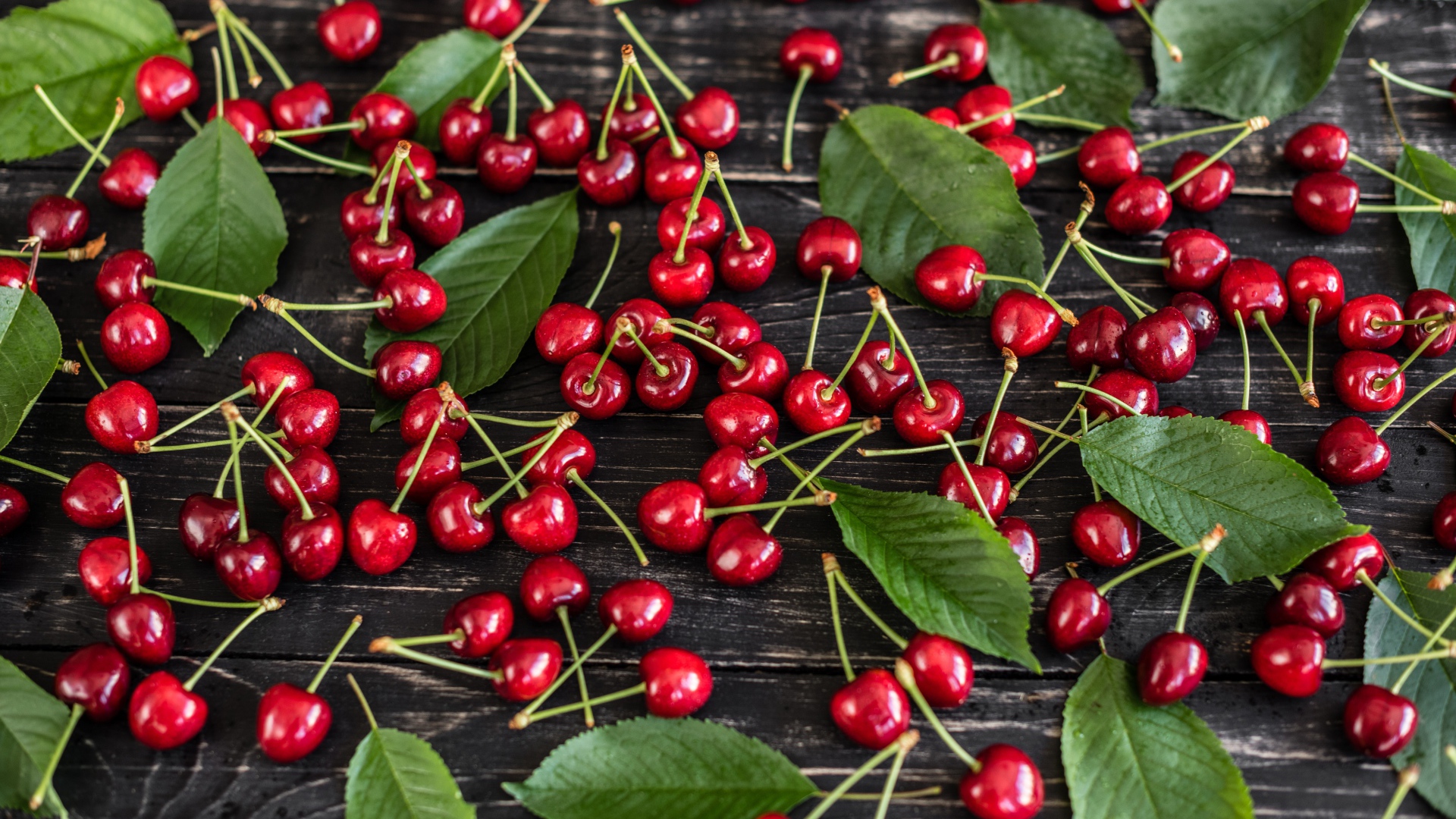 Много спелой черешни на столе с зелеными листьями